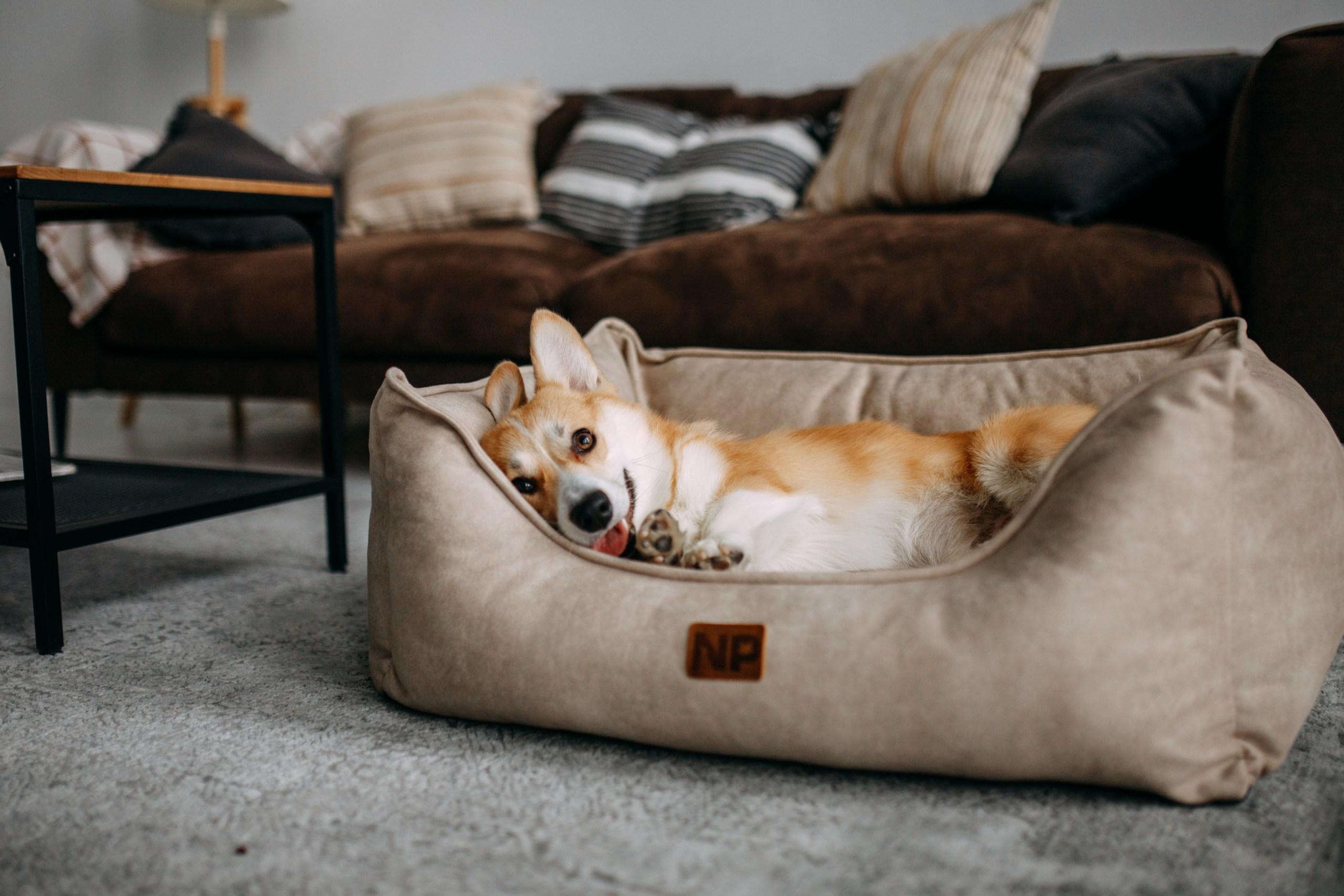 Noble Pet (зйомка лежанок). Фотограф-анімаліст Київ