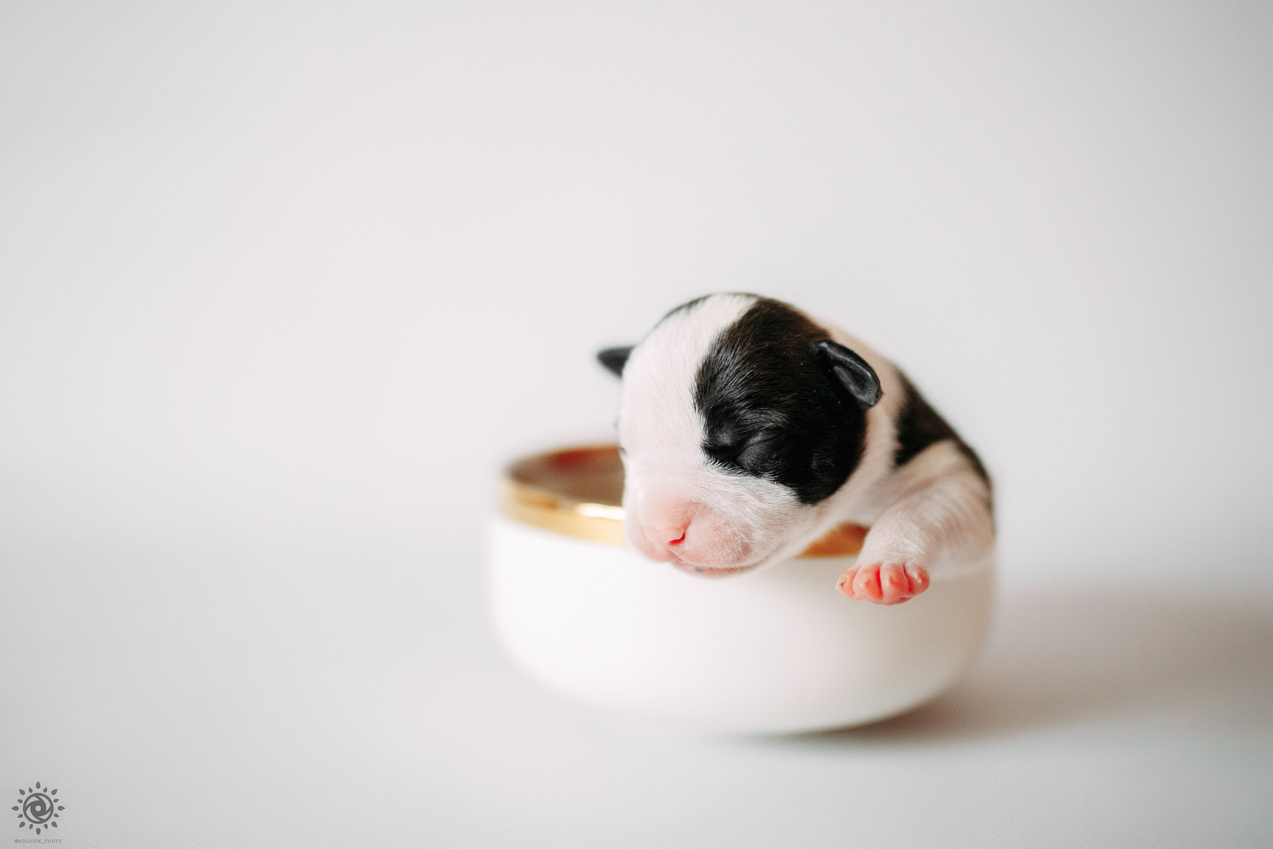 АСТ. Фотограф-анімаліст Київ