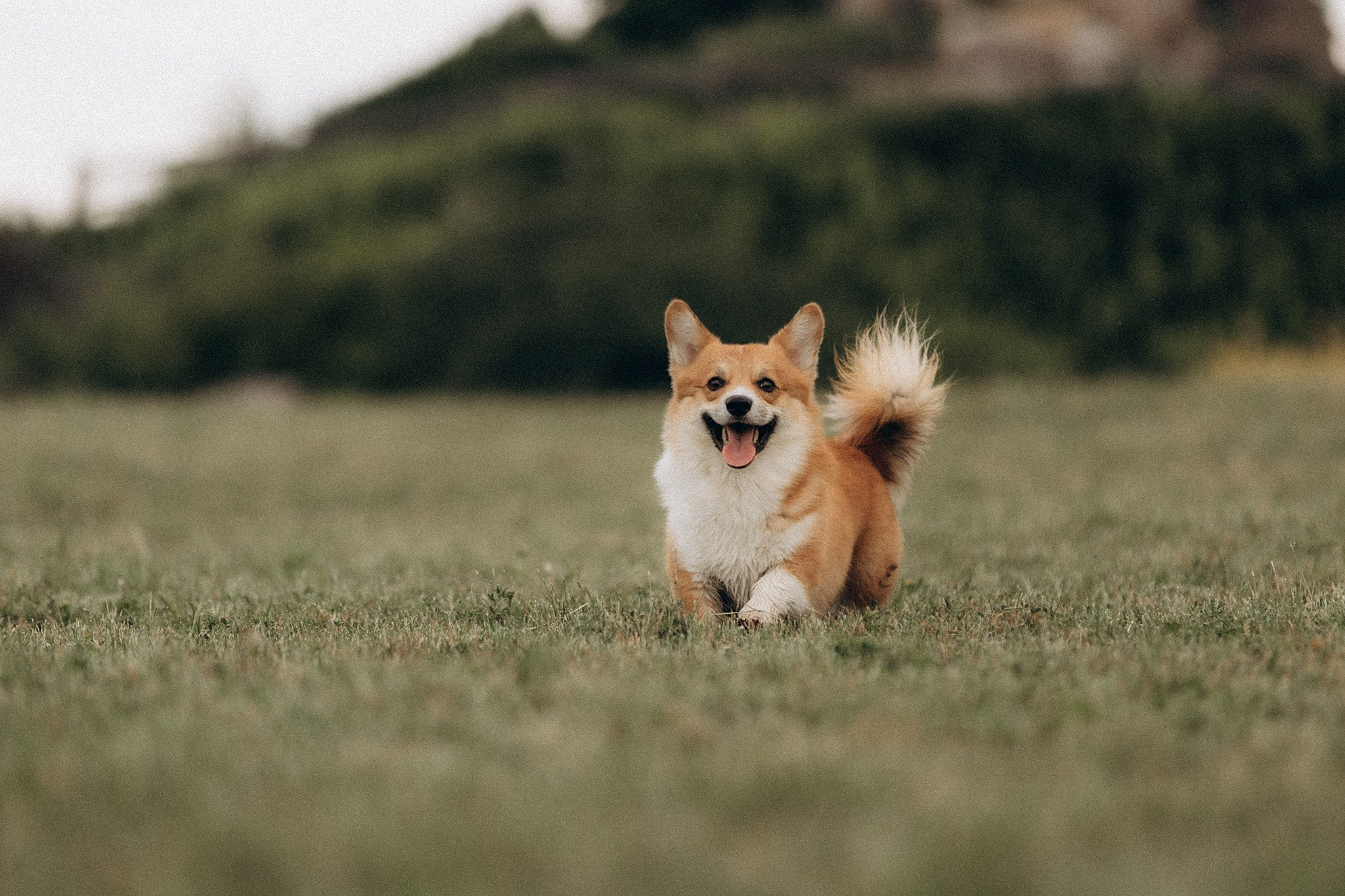 Руді та Ксюша. Фотограф-анімаліст Київ