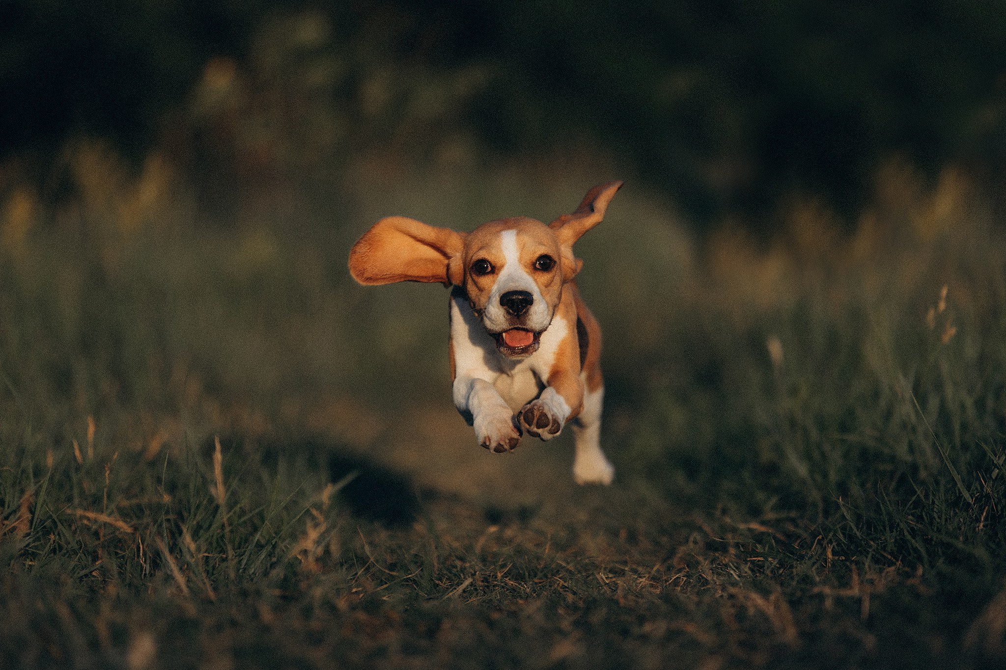 Родина Рей. Фотограф-анімаліст Київ