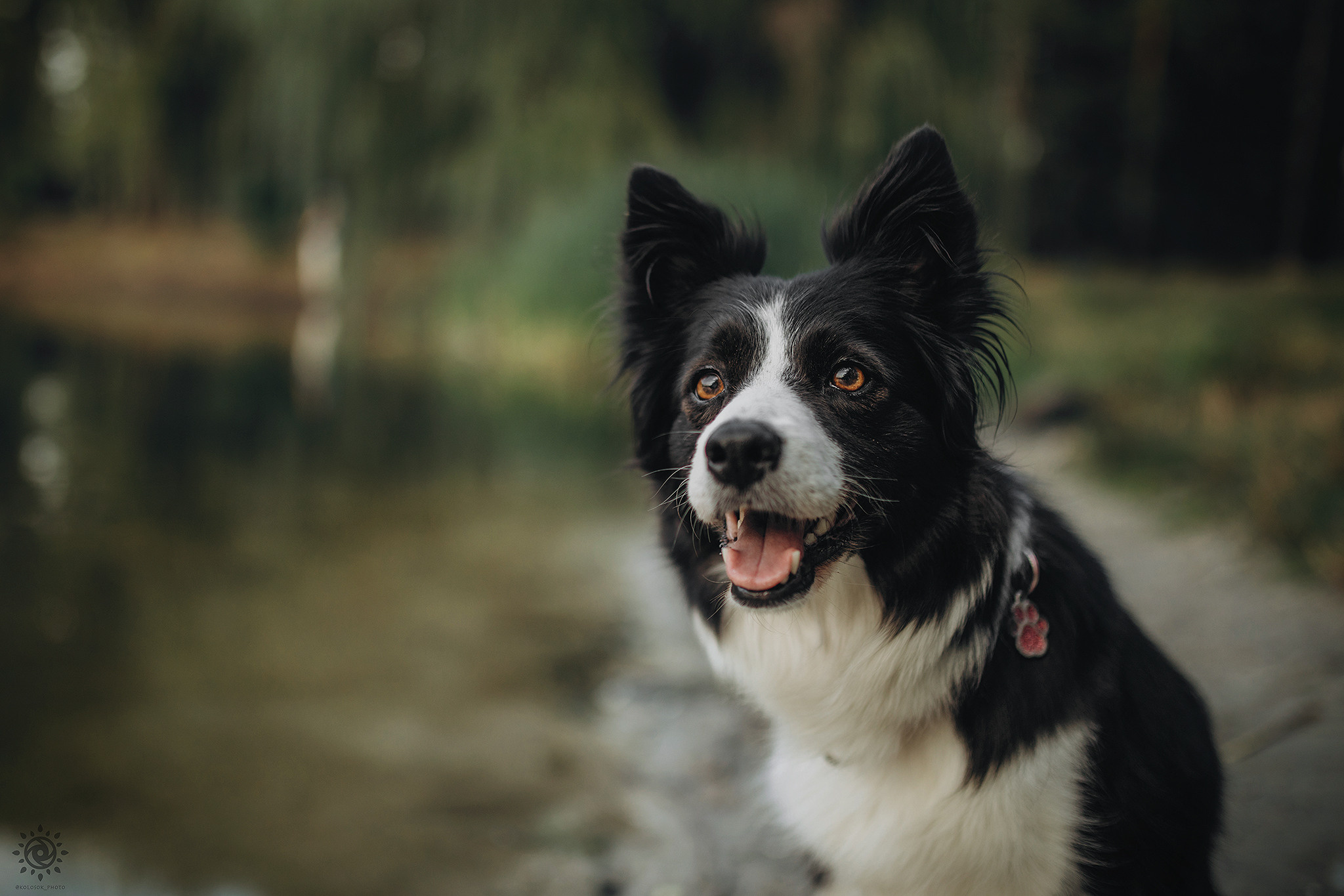 Родина Фори та Вічі. Фотограф-анімаліст Київ