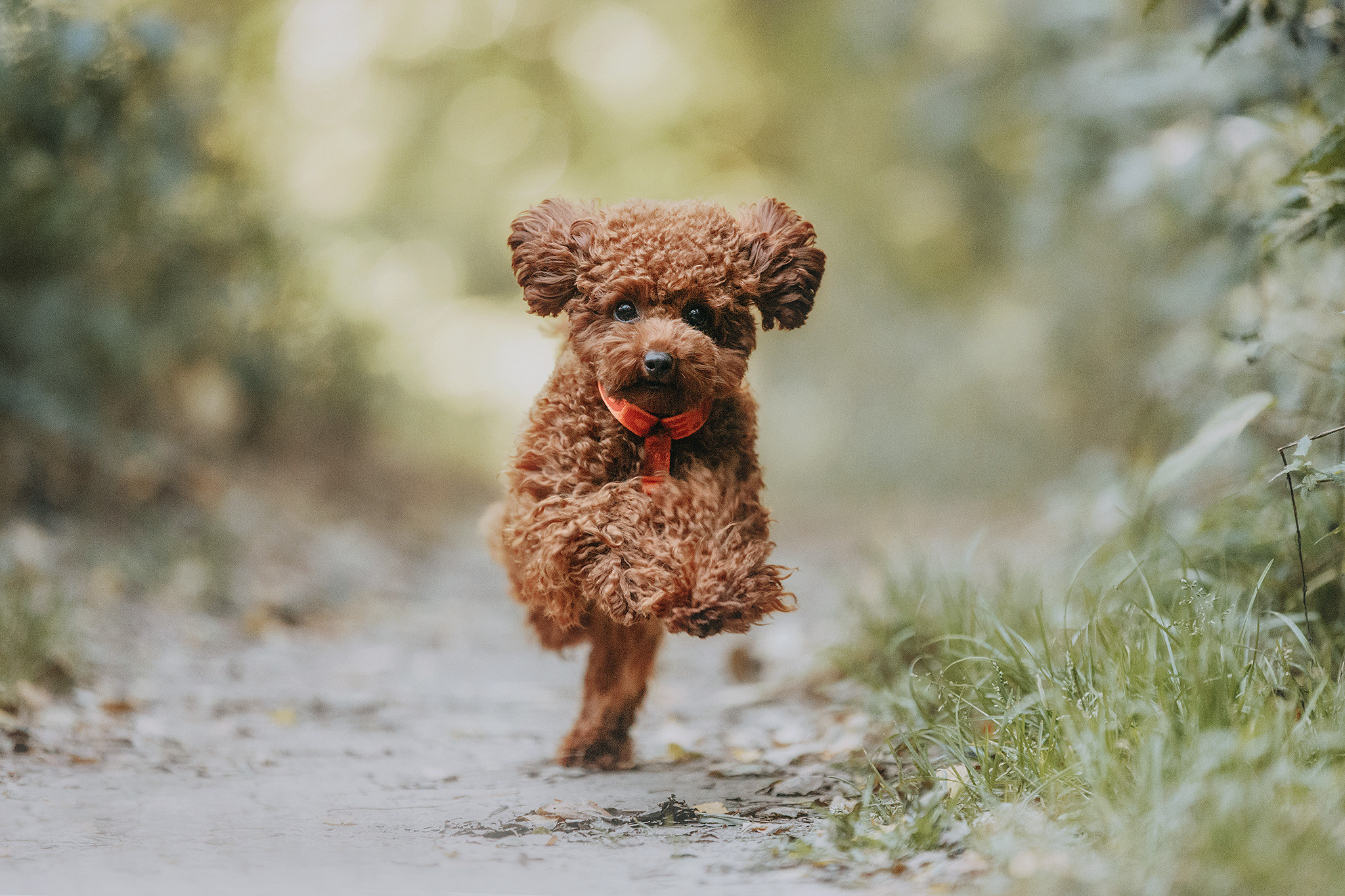 Родина Сьюзі. Фотограф-анімаліст Київ