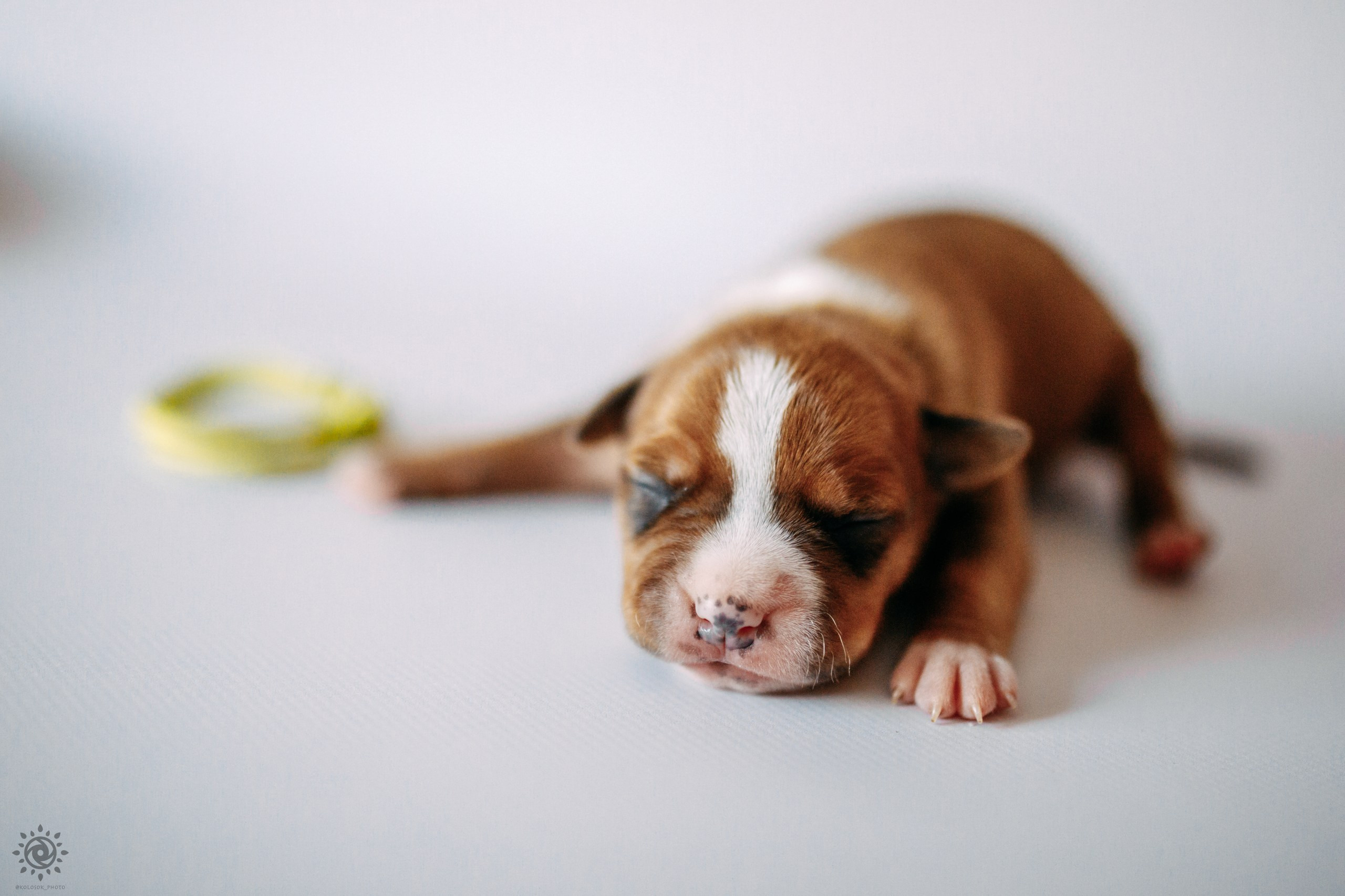 АСТ. Фотограф-анімаліст Київ
