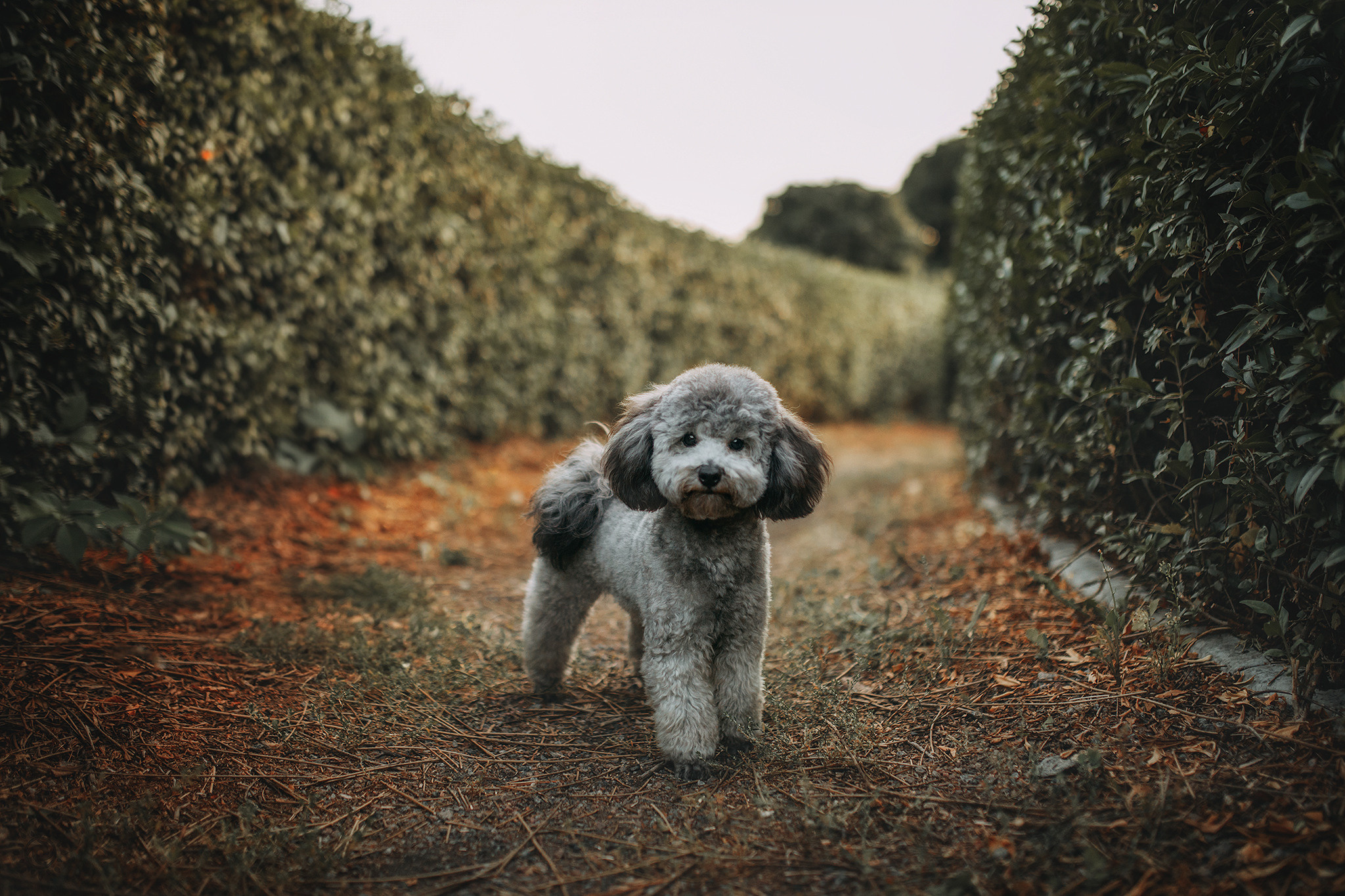 Родина Моніка. Фотограф-анімаліст Київ