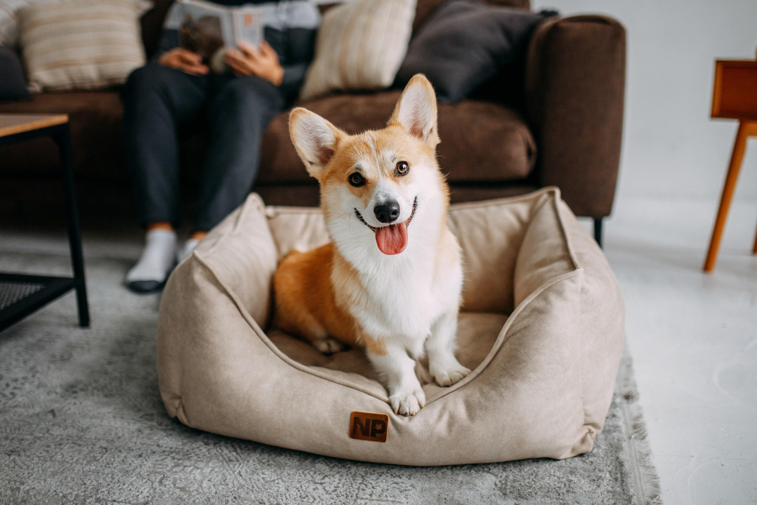 Noble Pet (зйомка лежанок). Фотограф-анімаліст Київ