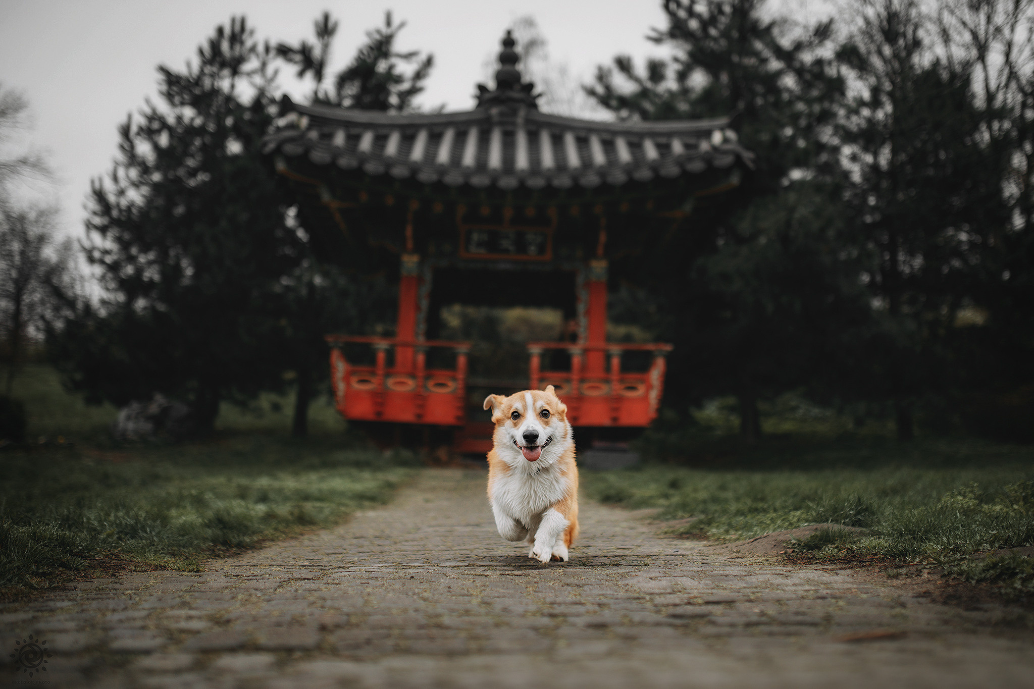 Родина Оскара. Фотограф-анімаліст Київ