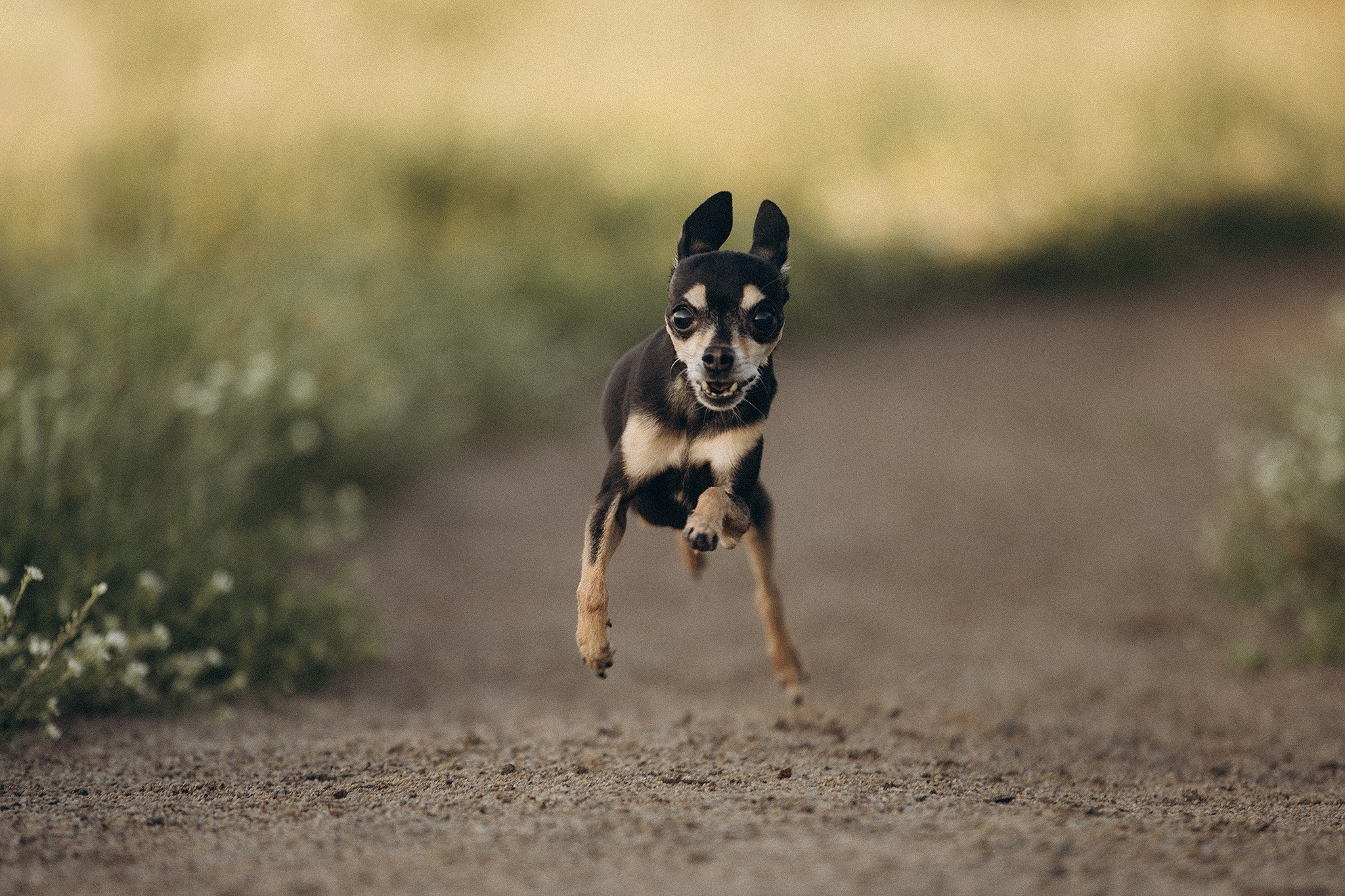 Чівас і Таня. Фотограф-анімаліст Київ
