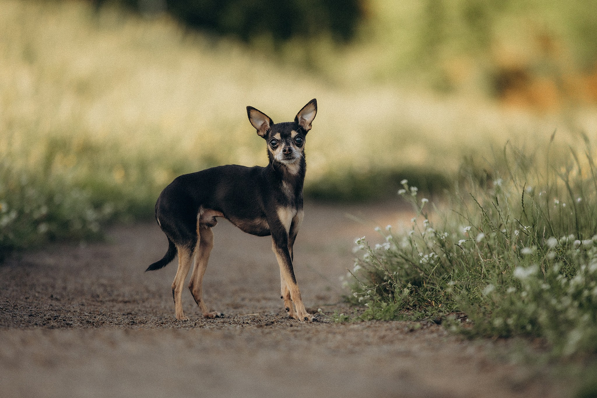 Чівас і Таня. Фотограф-анімаліст Київ