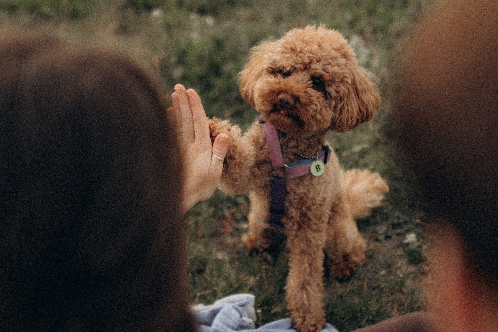 Родина Бруно. Фотограф-анімаліст Київ