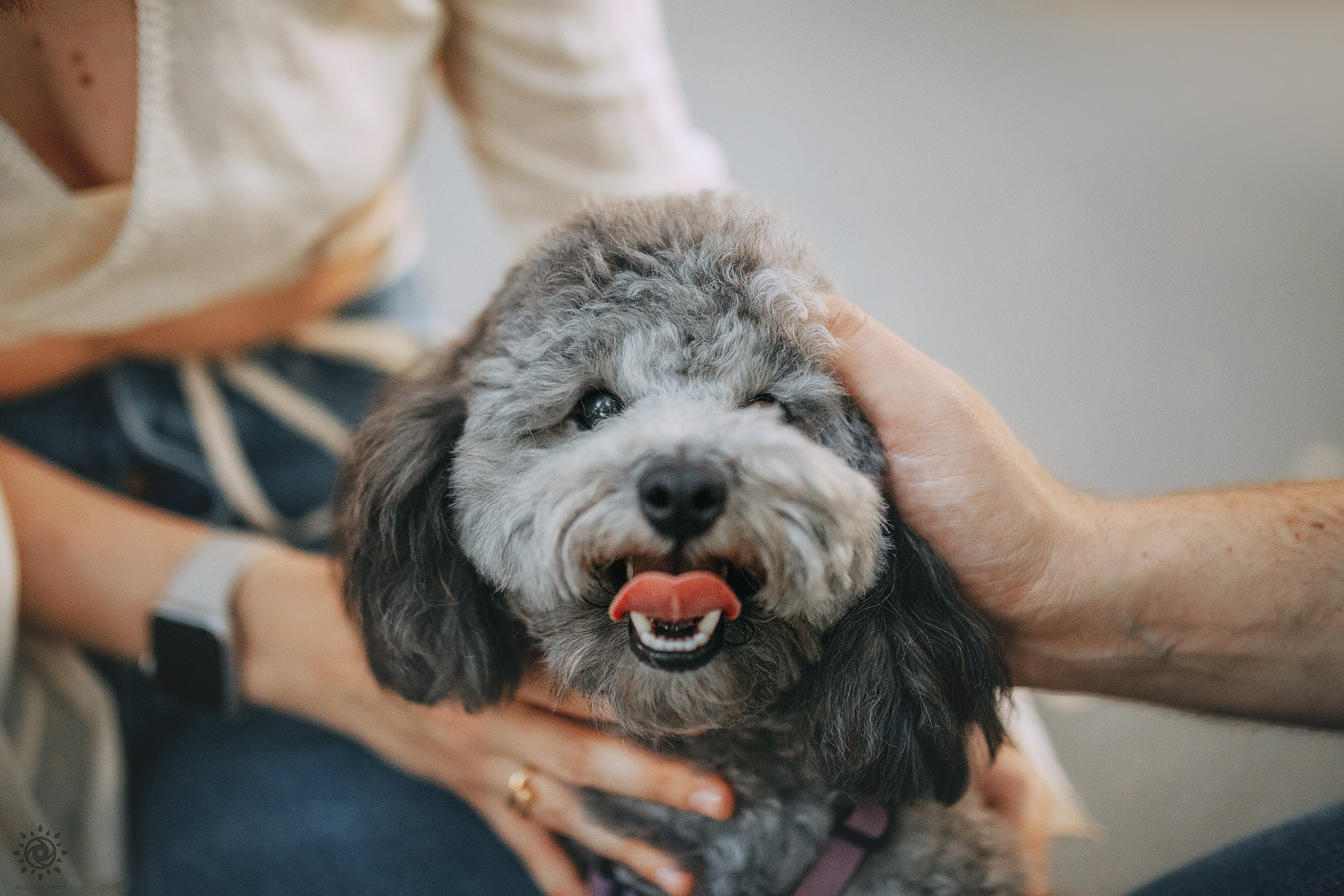 Родина Моніка. Фотограф-анімаліст Київ