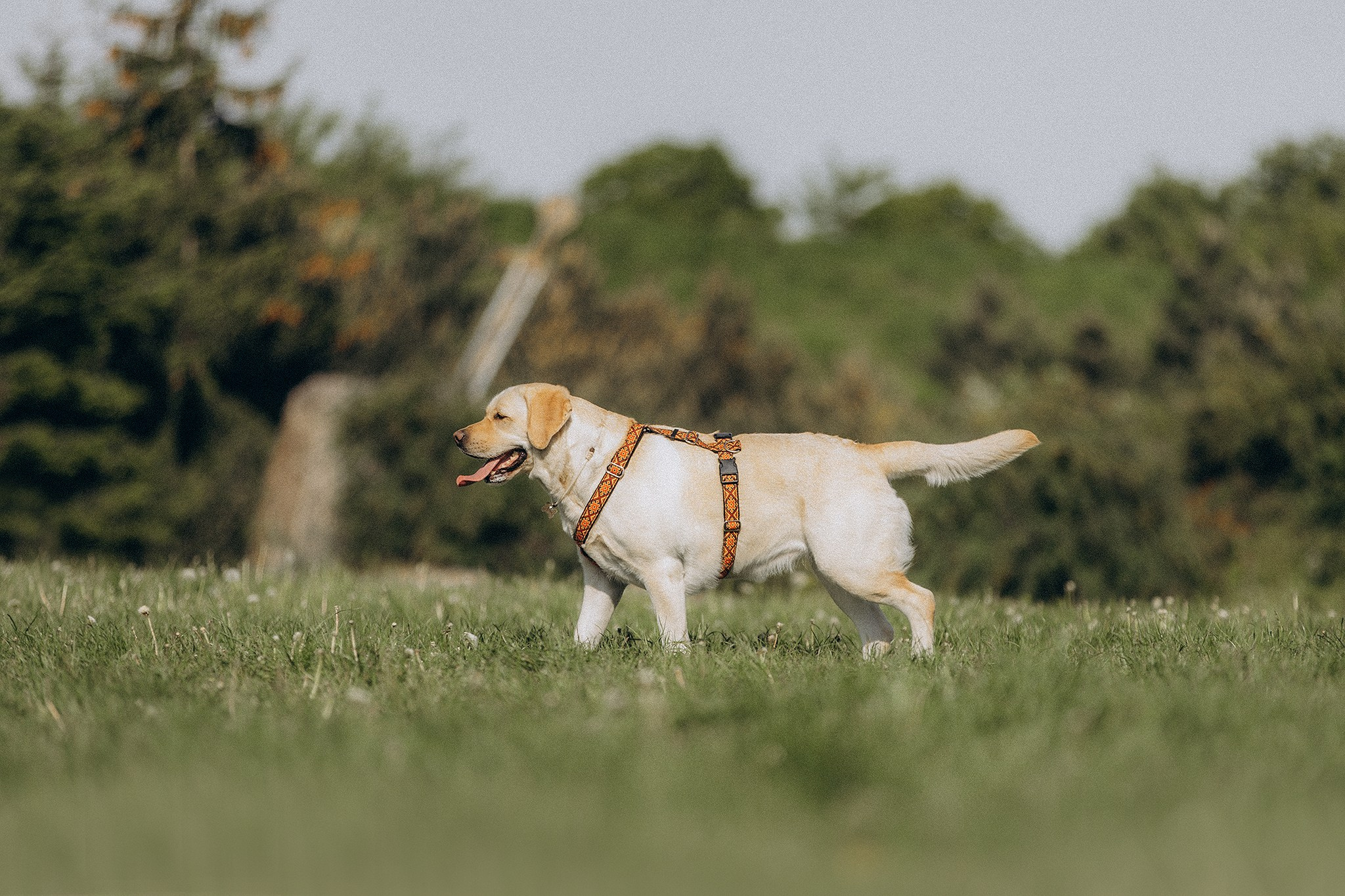 Родина Луни. Фотограф-анімаліст Київ