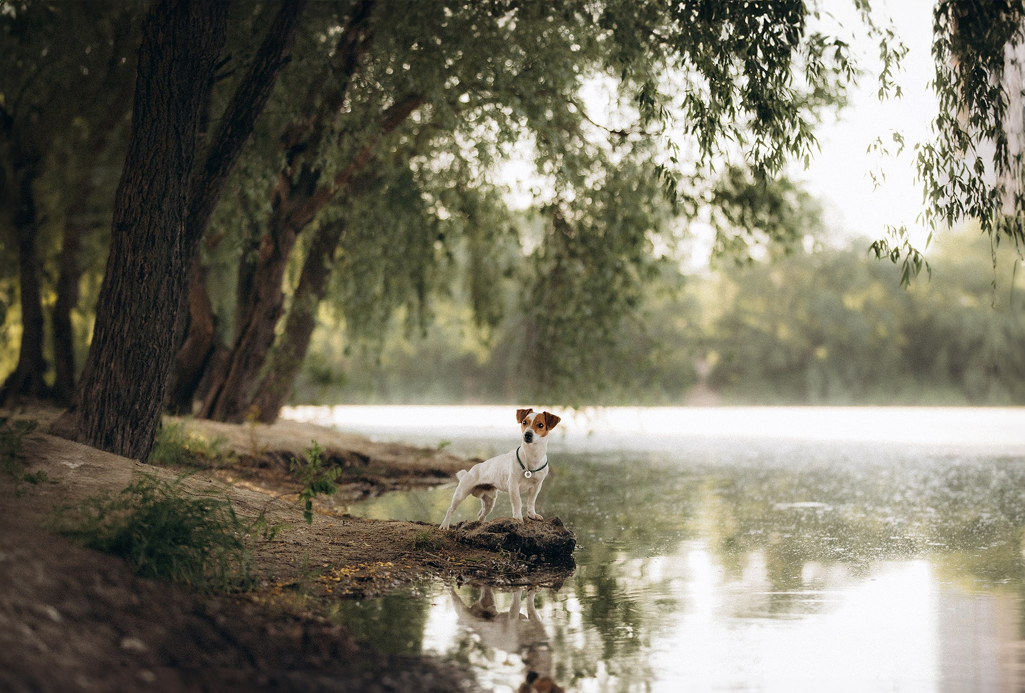 Інна та Макс з хлопцями. Фотограф-анімаліст Київ