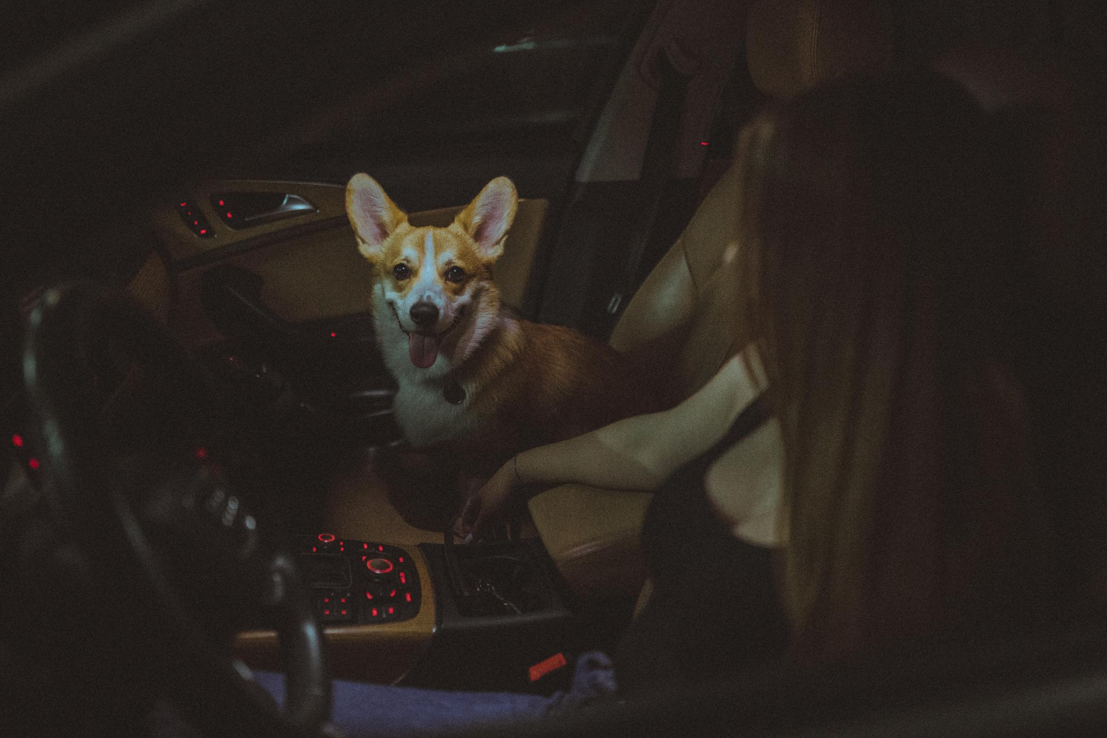 Родина Оскара. Фотограф-анімаліст Київ