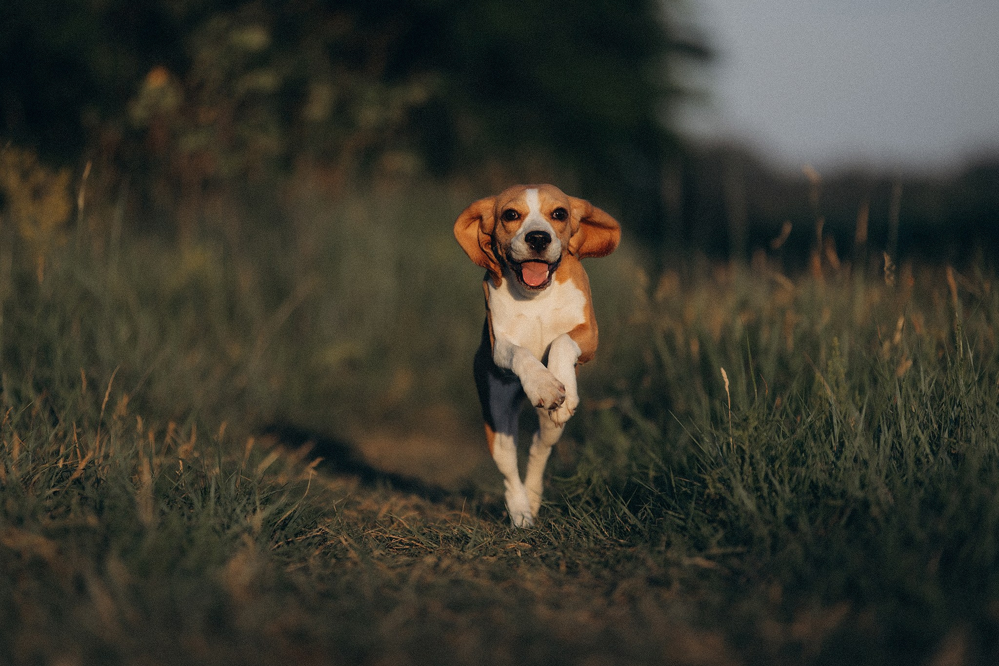 Родина Рей. Фотограф-анімаліст Київ