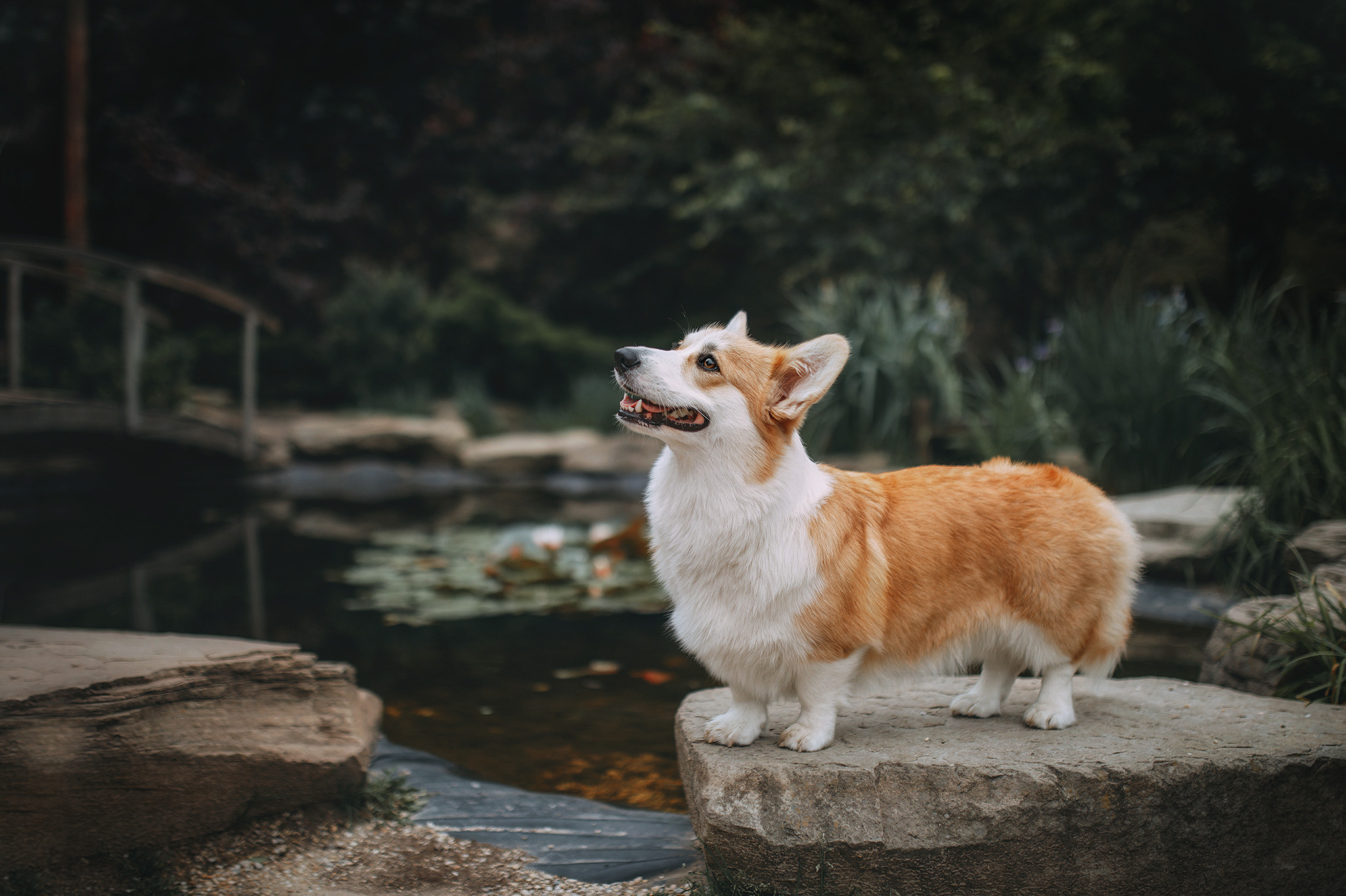 Родина Карамель. Фотограф-анімаліст Київ