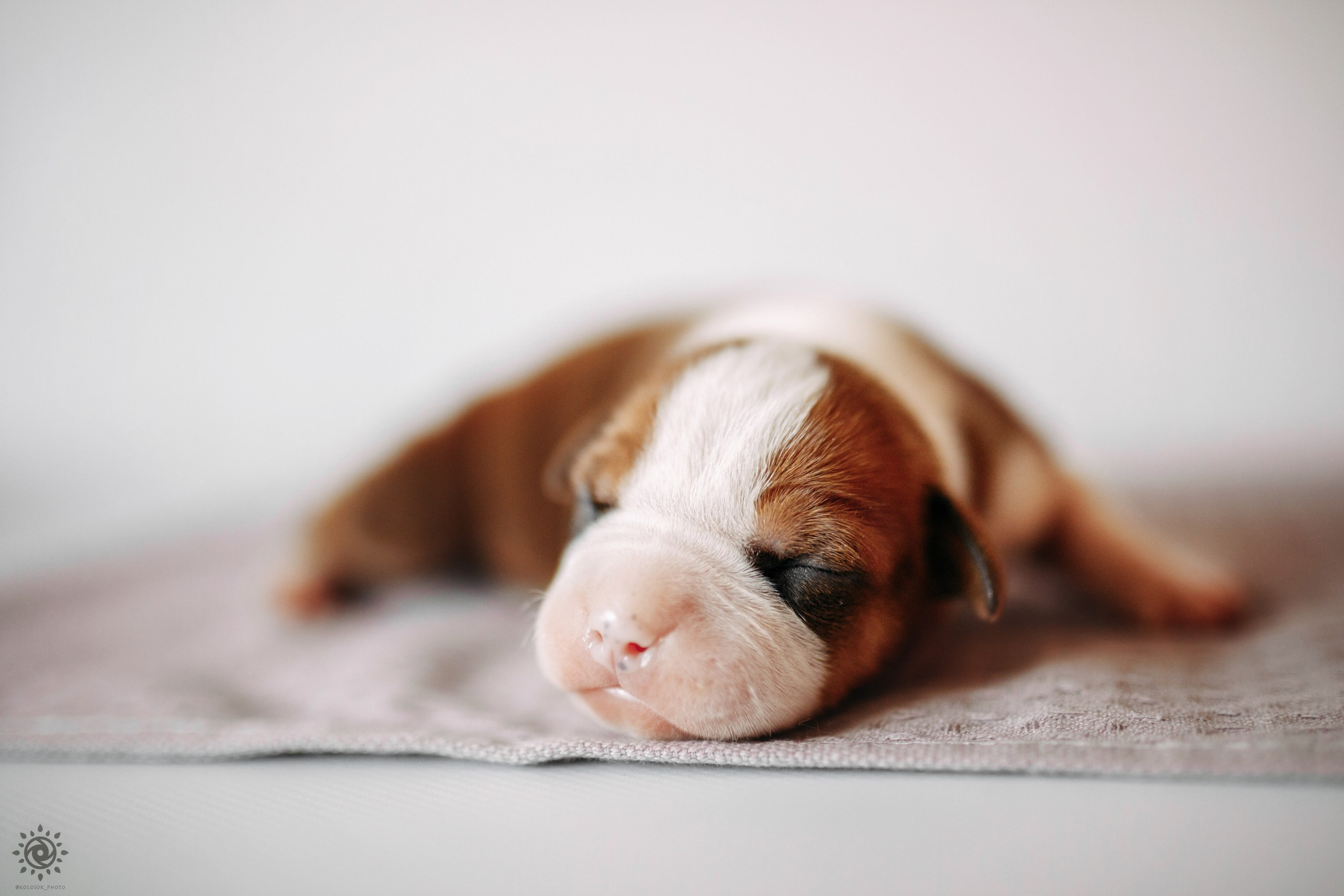 АСТ. Фотограф-анімаліст Київ