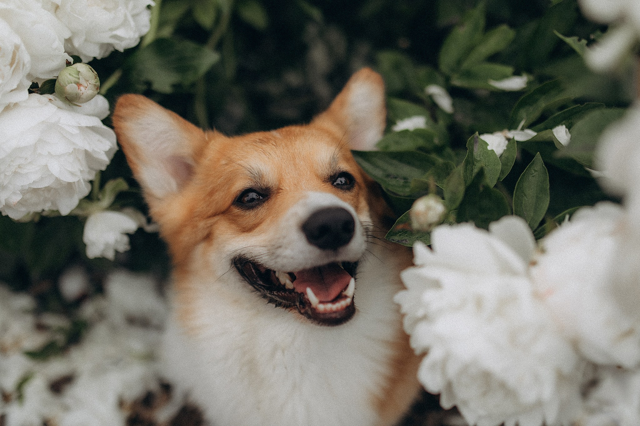 Руді та Ксюша. Фотограф-анімаліст Київ