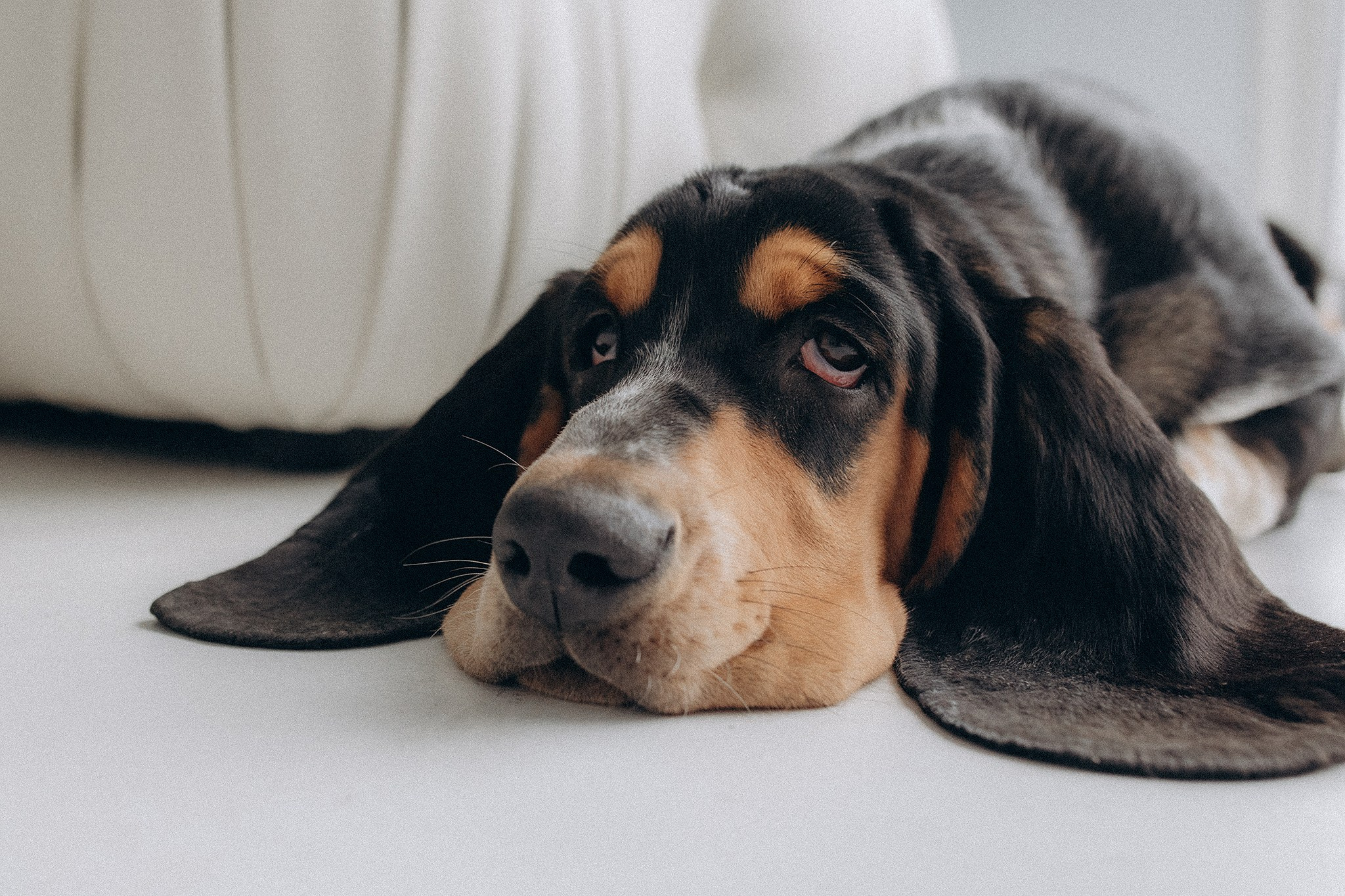 Родина Ромі. Фотограф-анімаліст Київ
