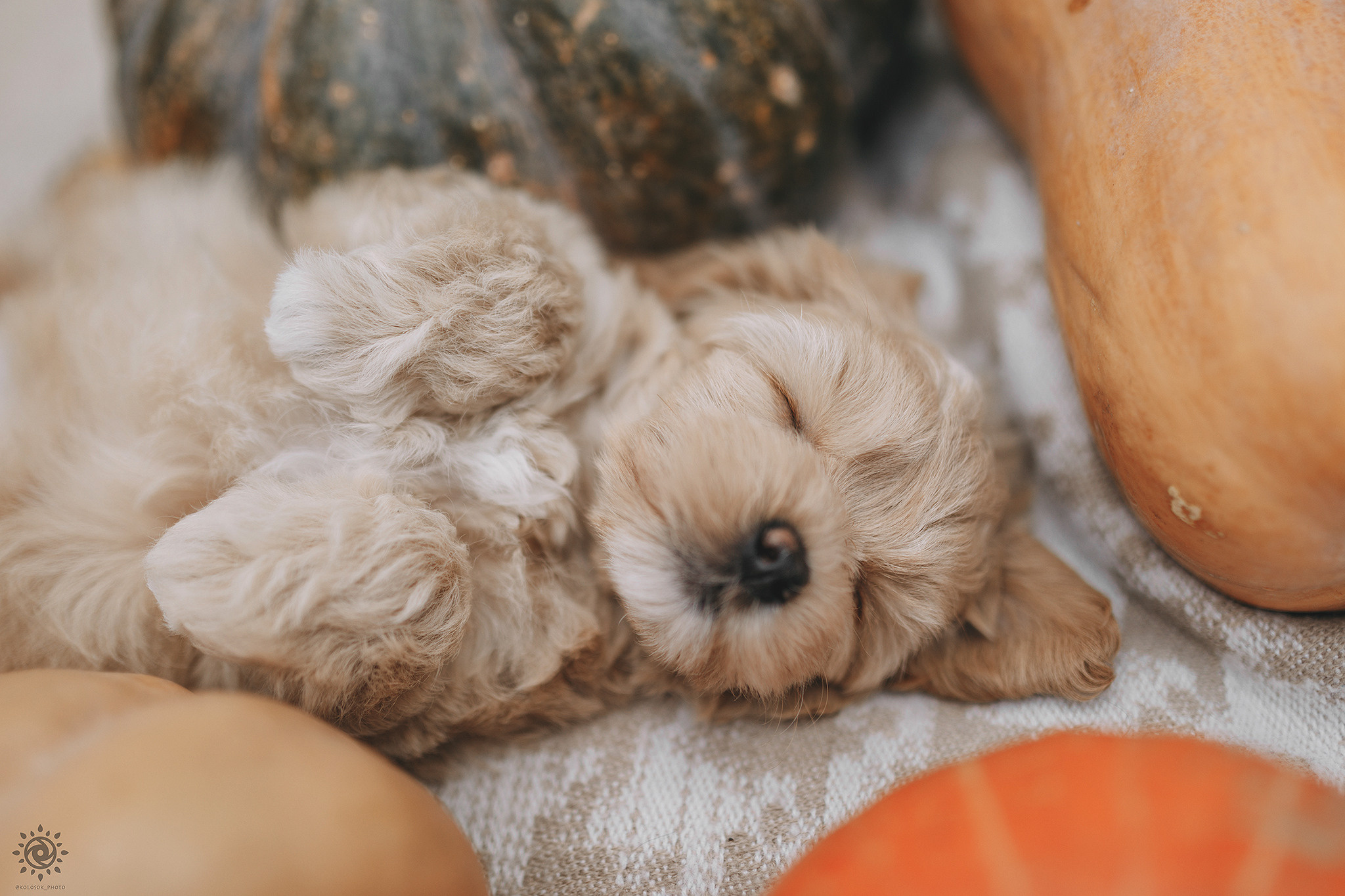 Мальтіпу. Фотограф-анімаліст Київ