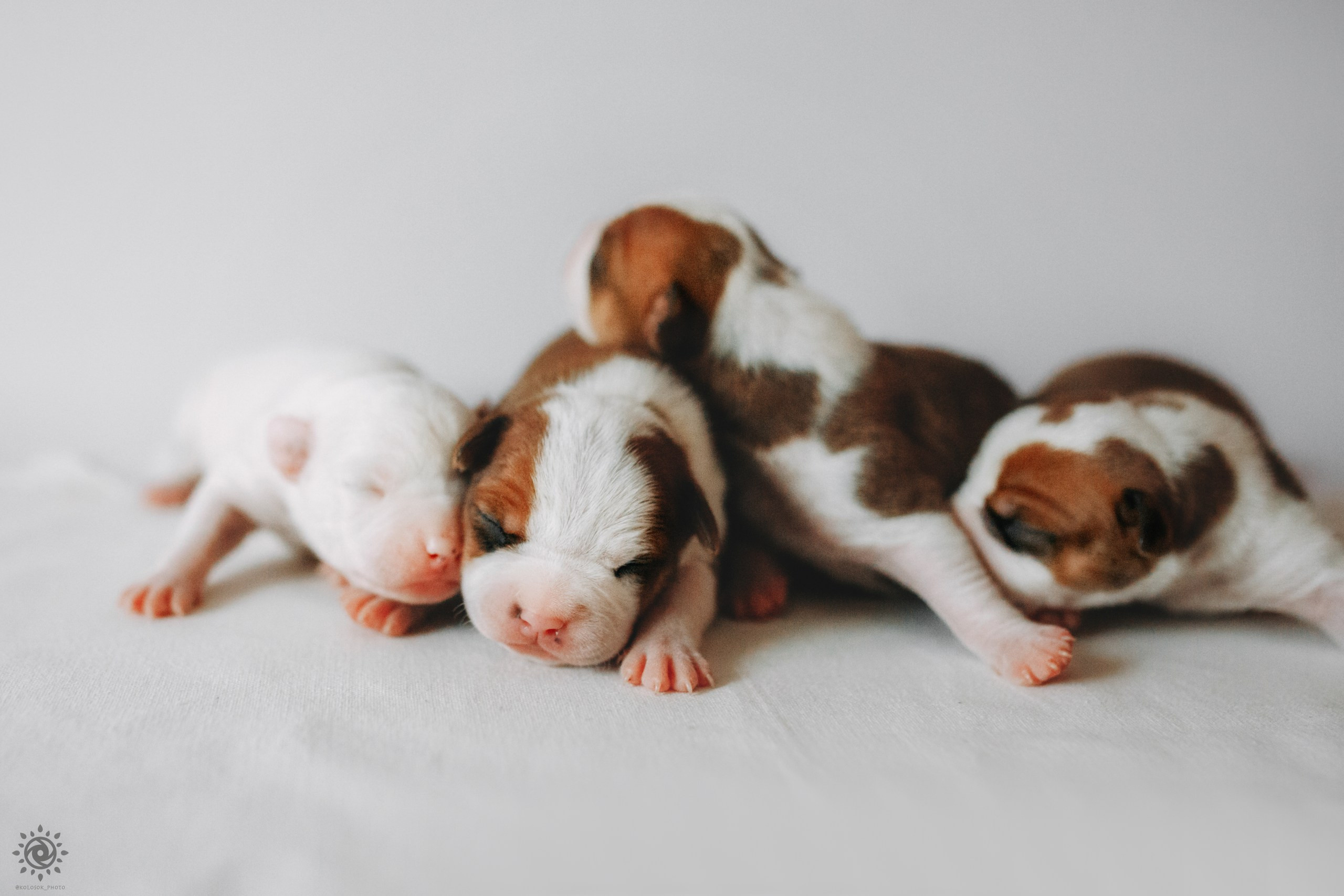 АСТ. Фотограф-анімаліст Київ