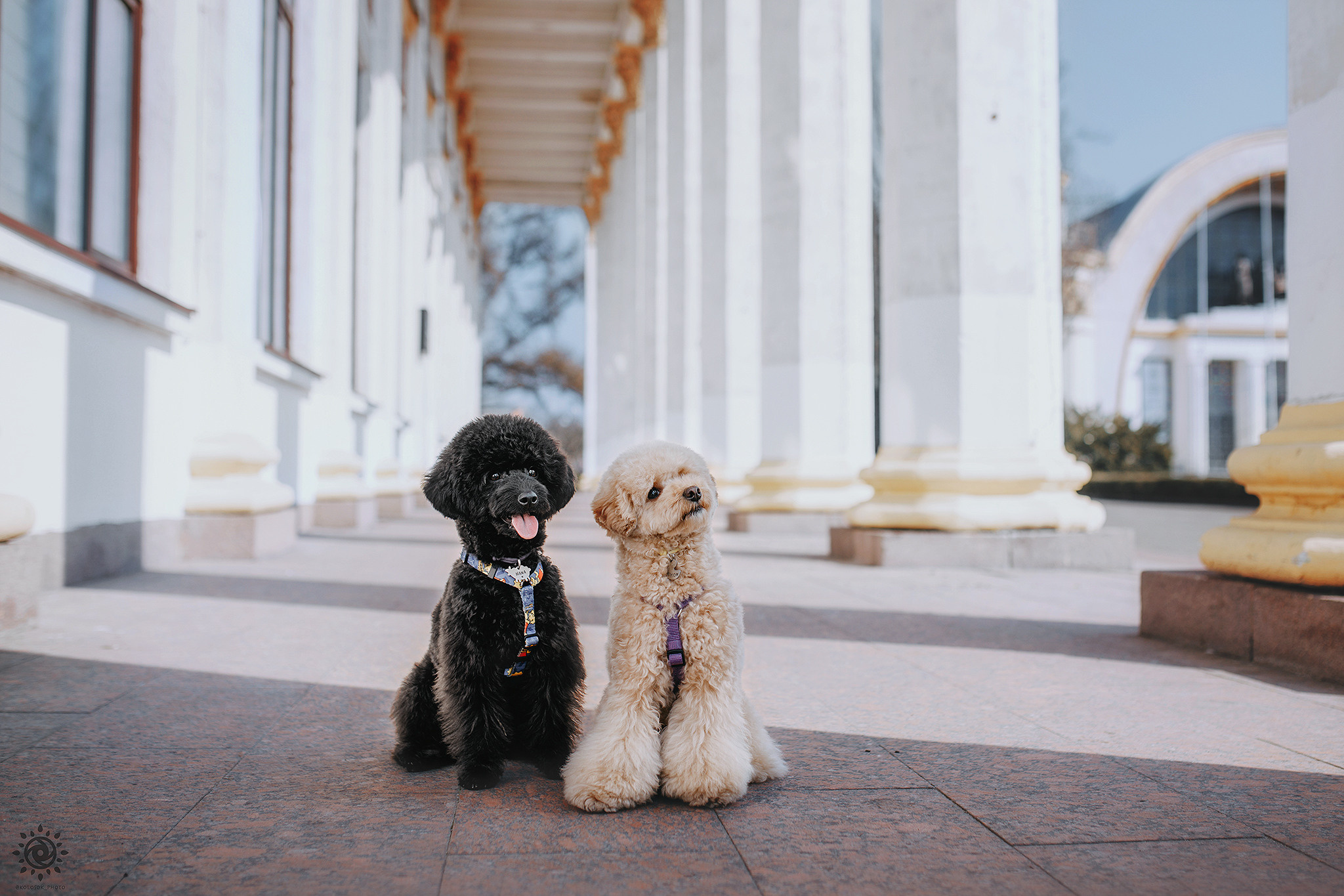 Родина Кіко та Нани. Фотограф-анімаліст Київ