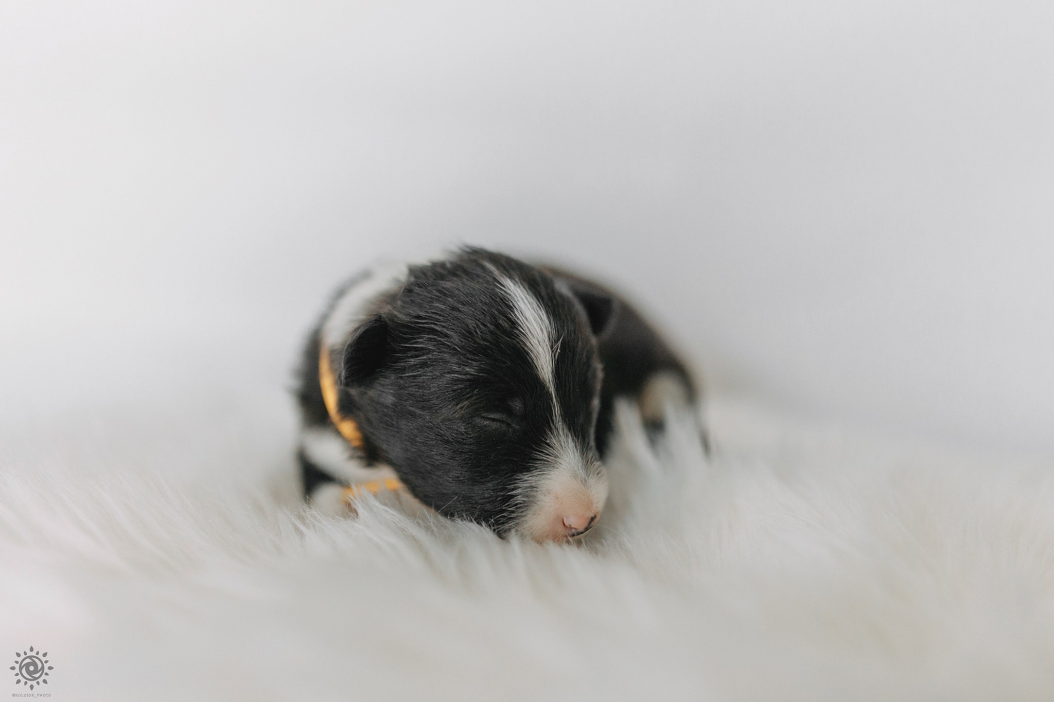 Бордер коллі. Фотограф-анімаліст Київ