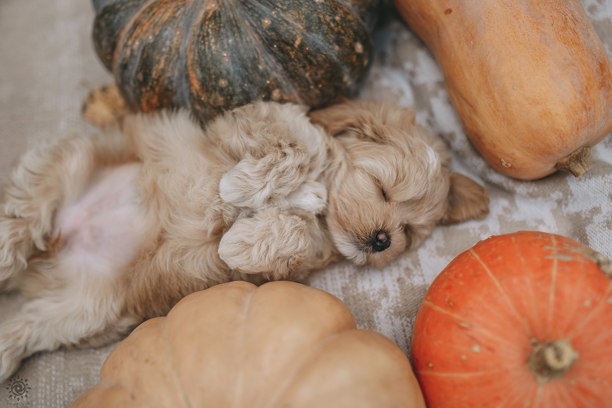 Мальтіпу. Фотограф-анімаліст Київ