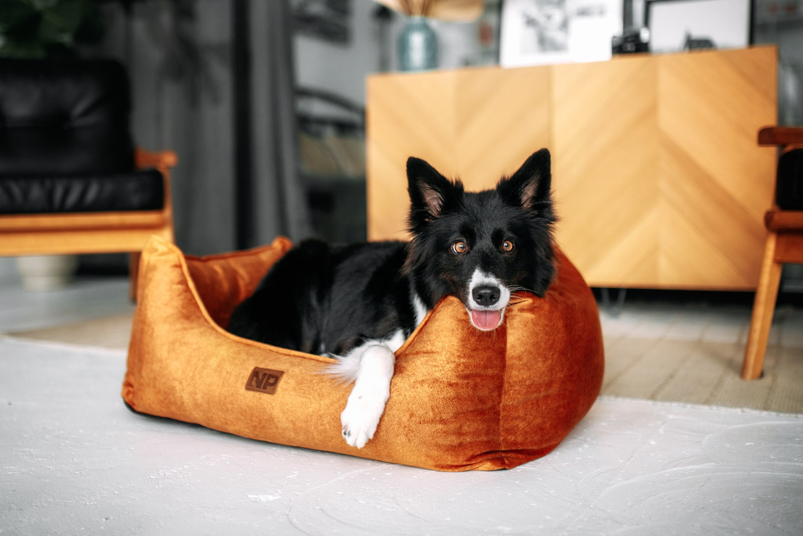 Noble Pet (зйомка лежанок). Фотограф-анімаліст Київ