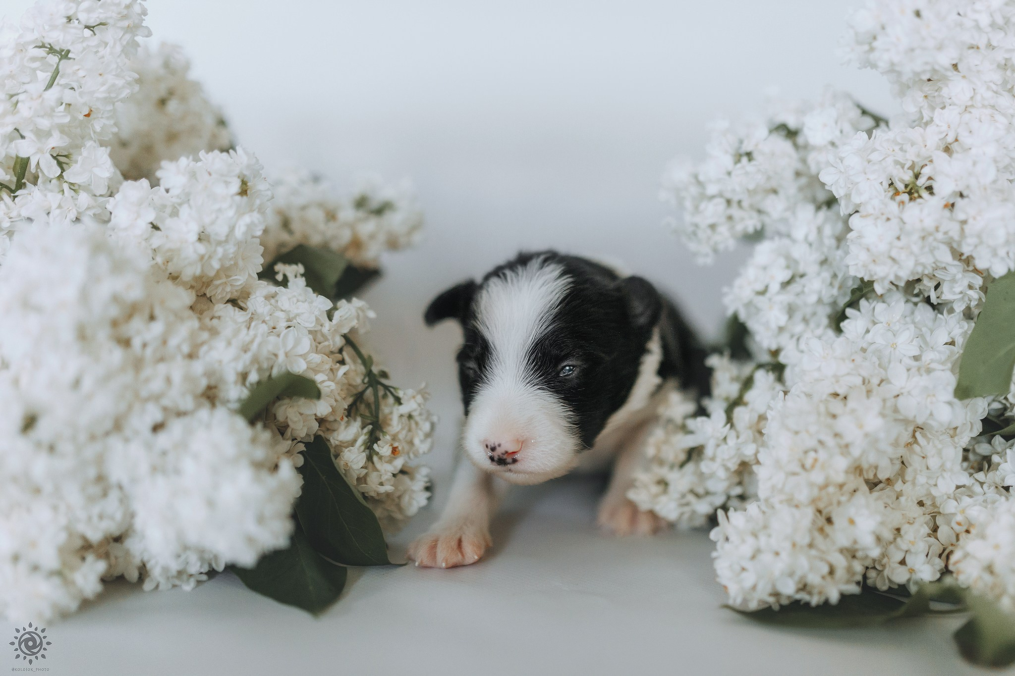 Бордер коллі. Фотограф-анімаліст Київ