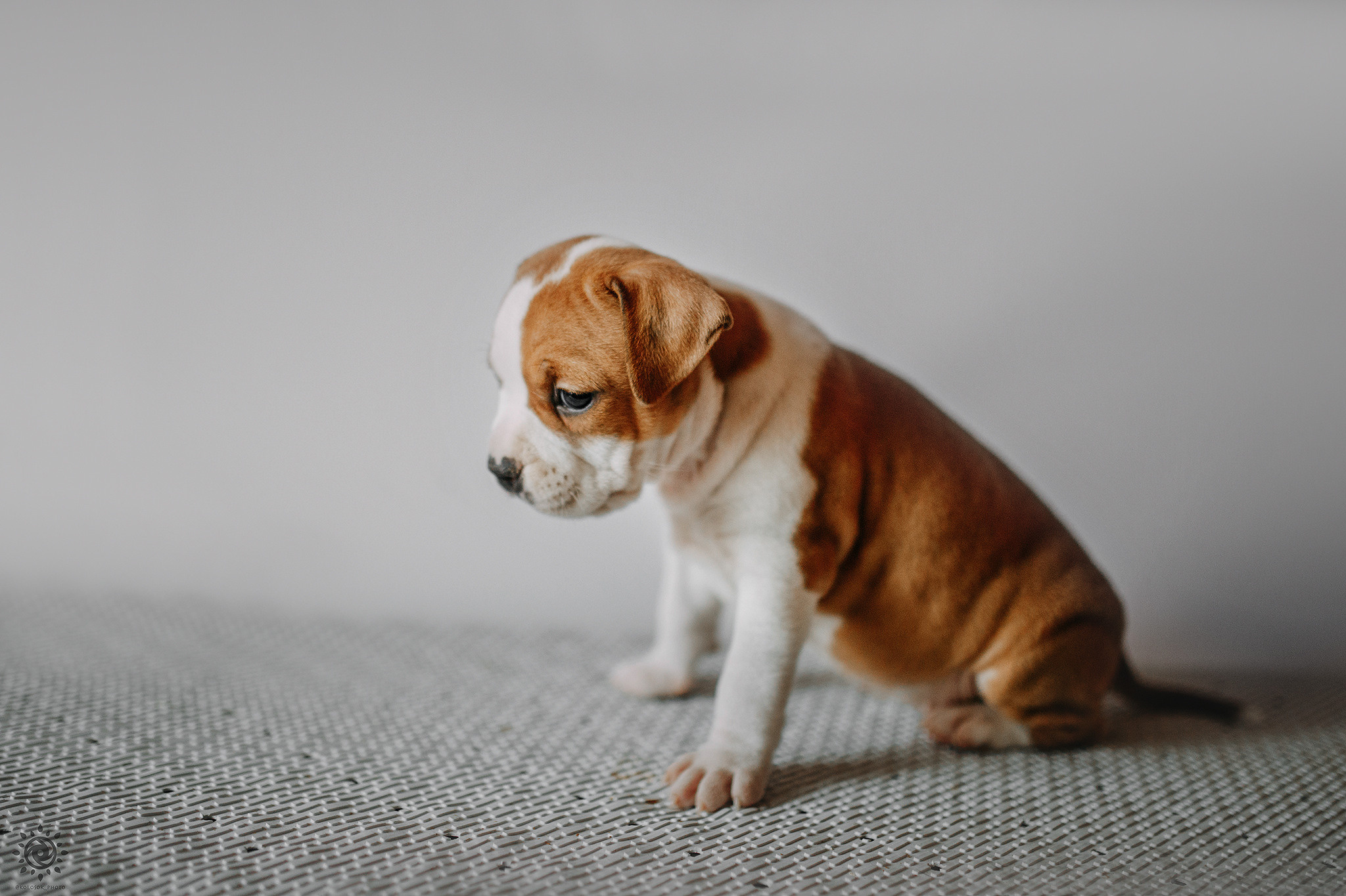 АСТ. Фотограф-анімаліст Київ