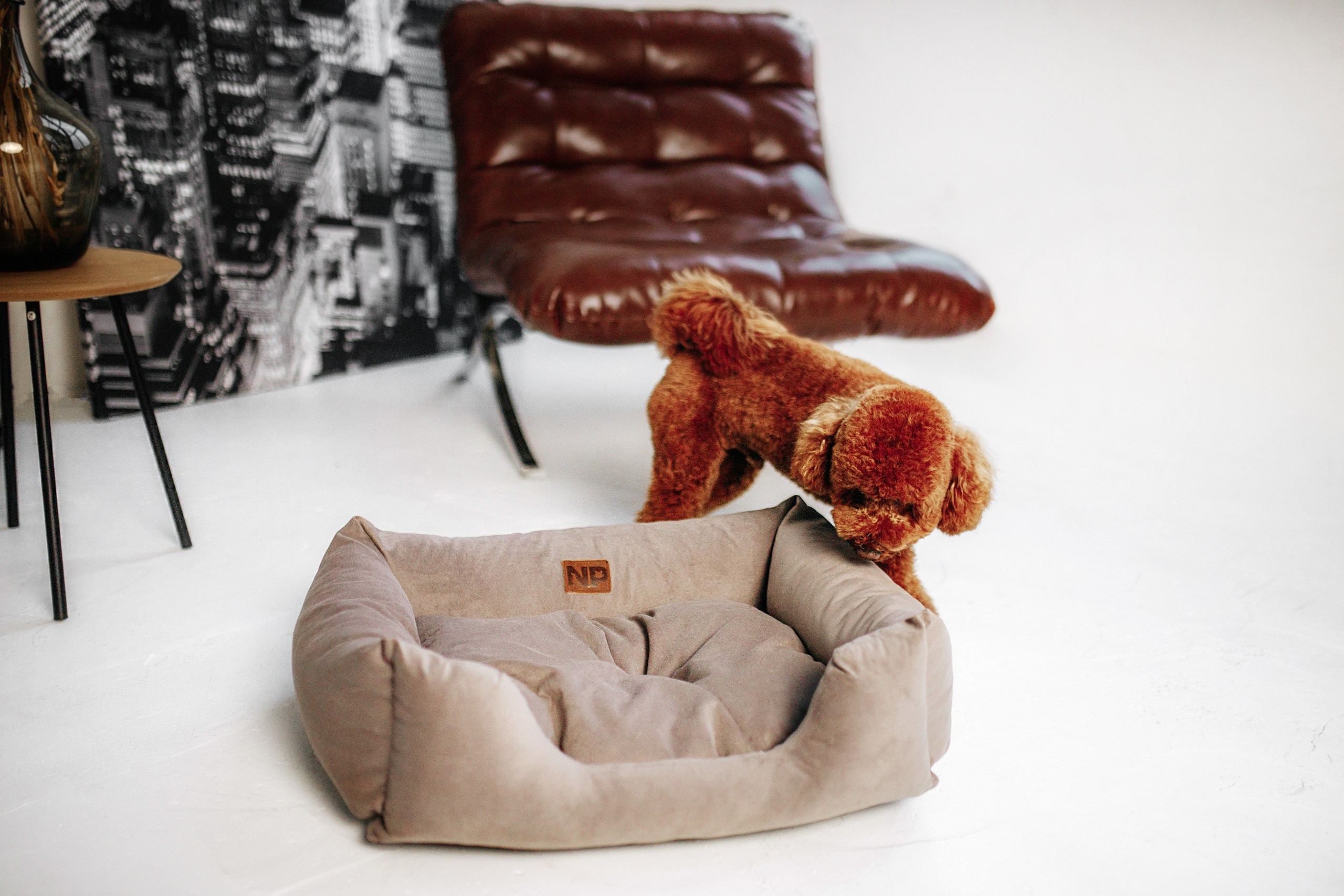 Noble Pet (зйомка лежанок). Фотограф-анімаліст Київ