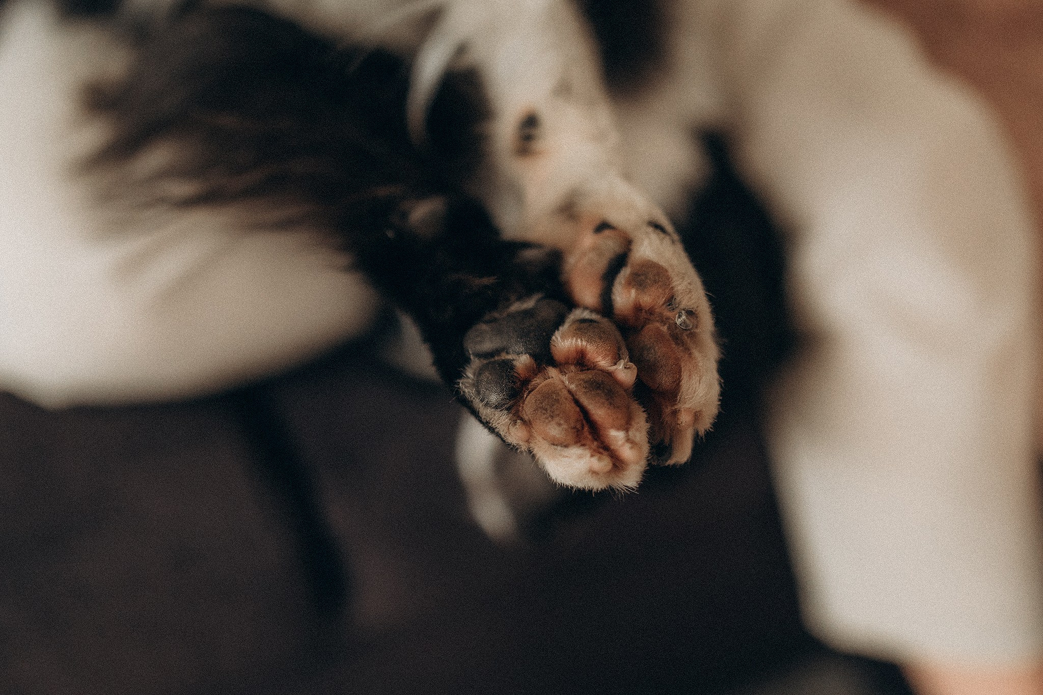 Теса і Кімі з Ма. Фотограф-анімаліст Київ