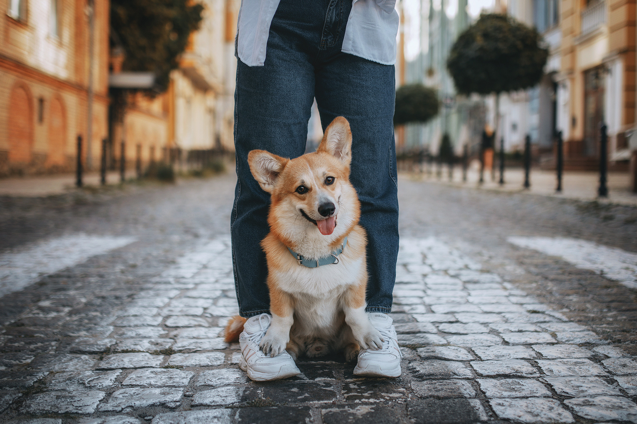Родина Шерлока. Фотограф-анімаліст Київ