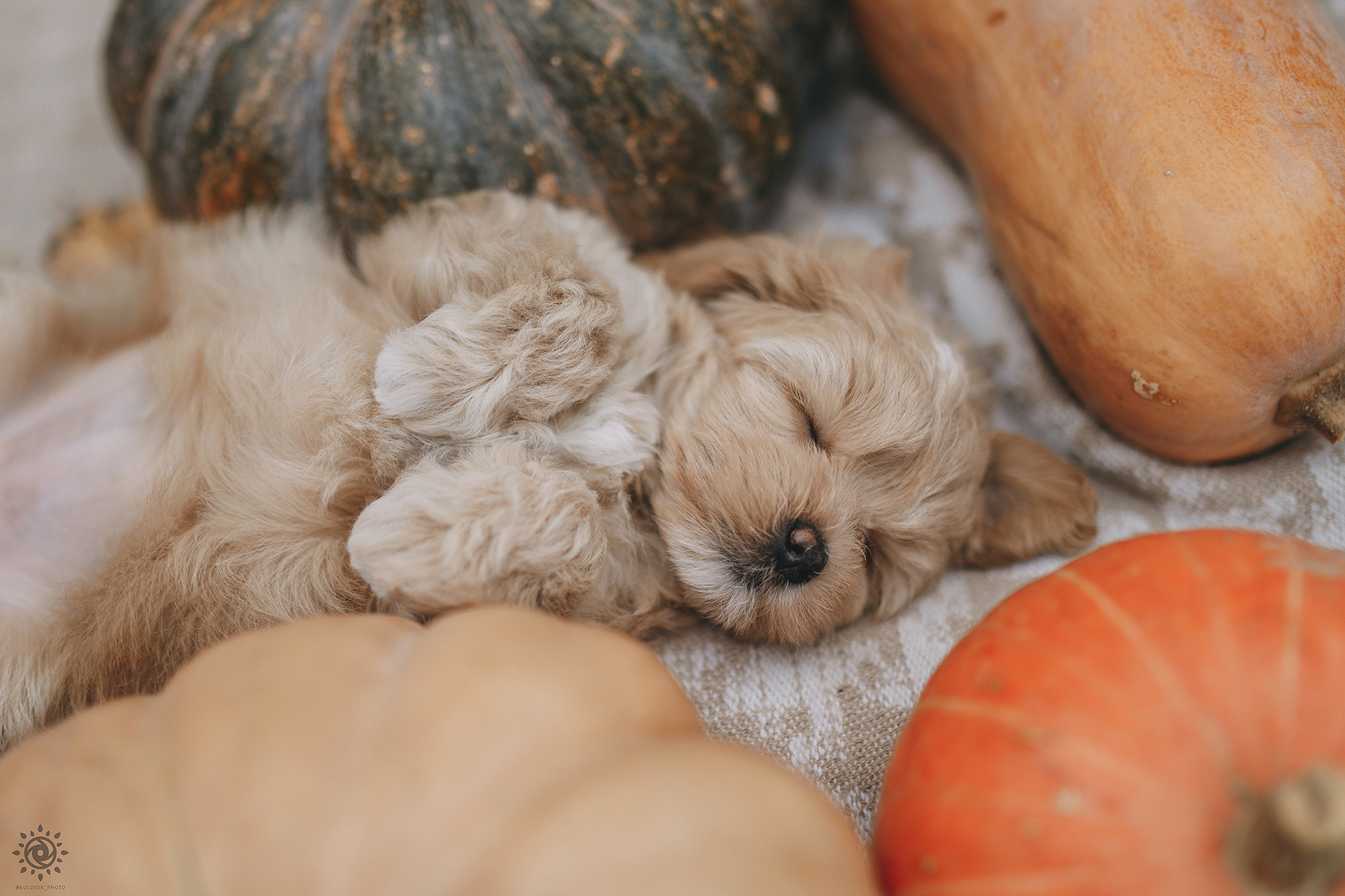 Мальтіпу. Фотограф-анімаліст Київ