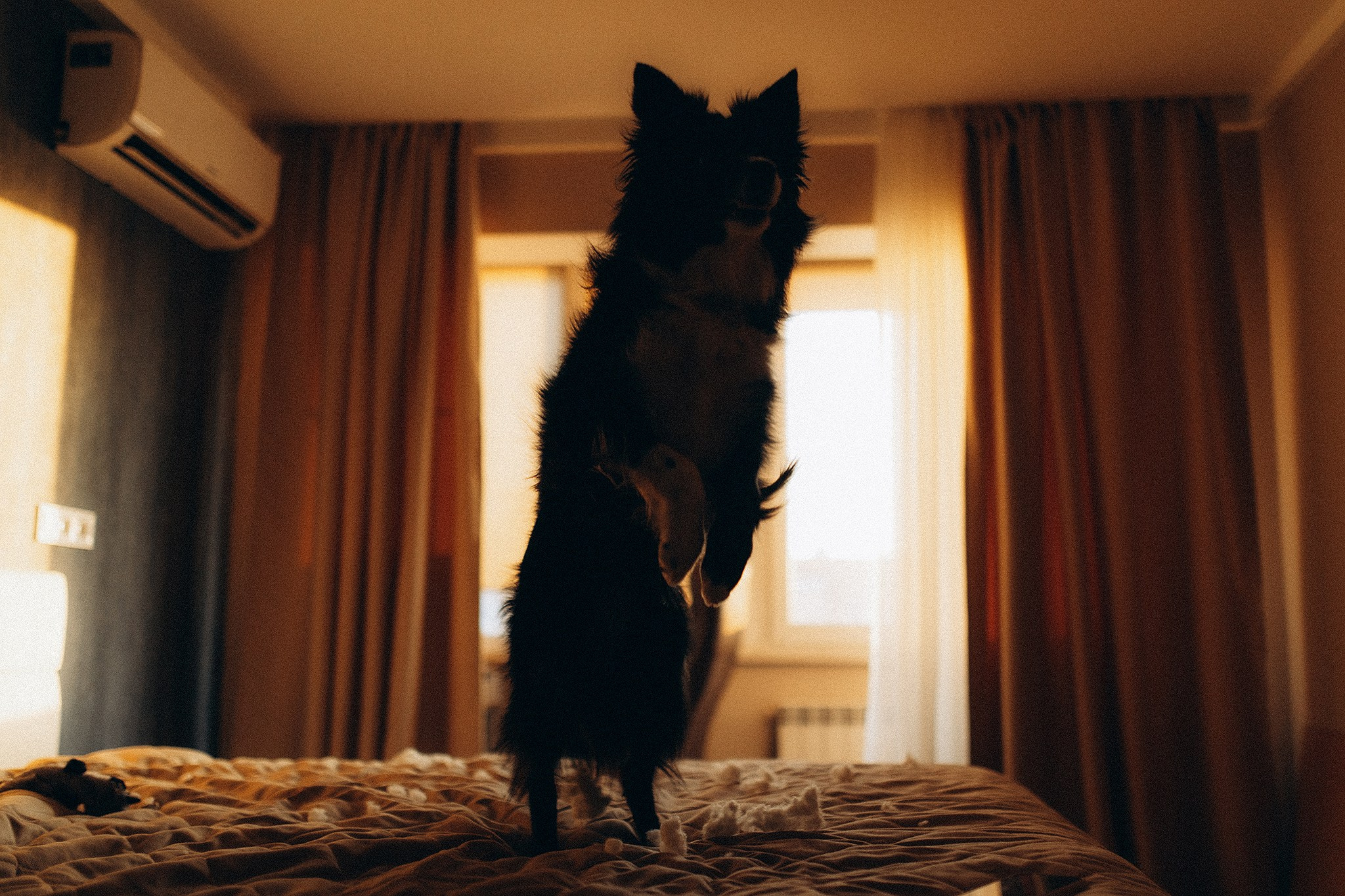 Теса і Кімі з Ма. Фотограф-анімаліст Київ