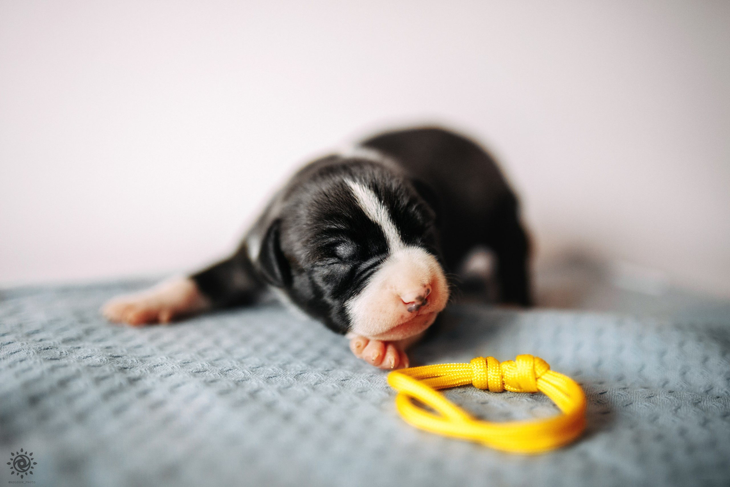 АСТ. Фотограф-анімаліст Київ