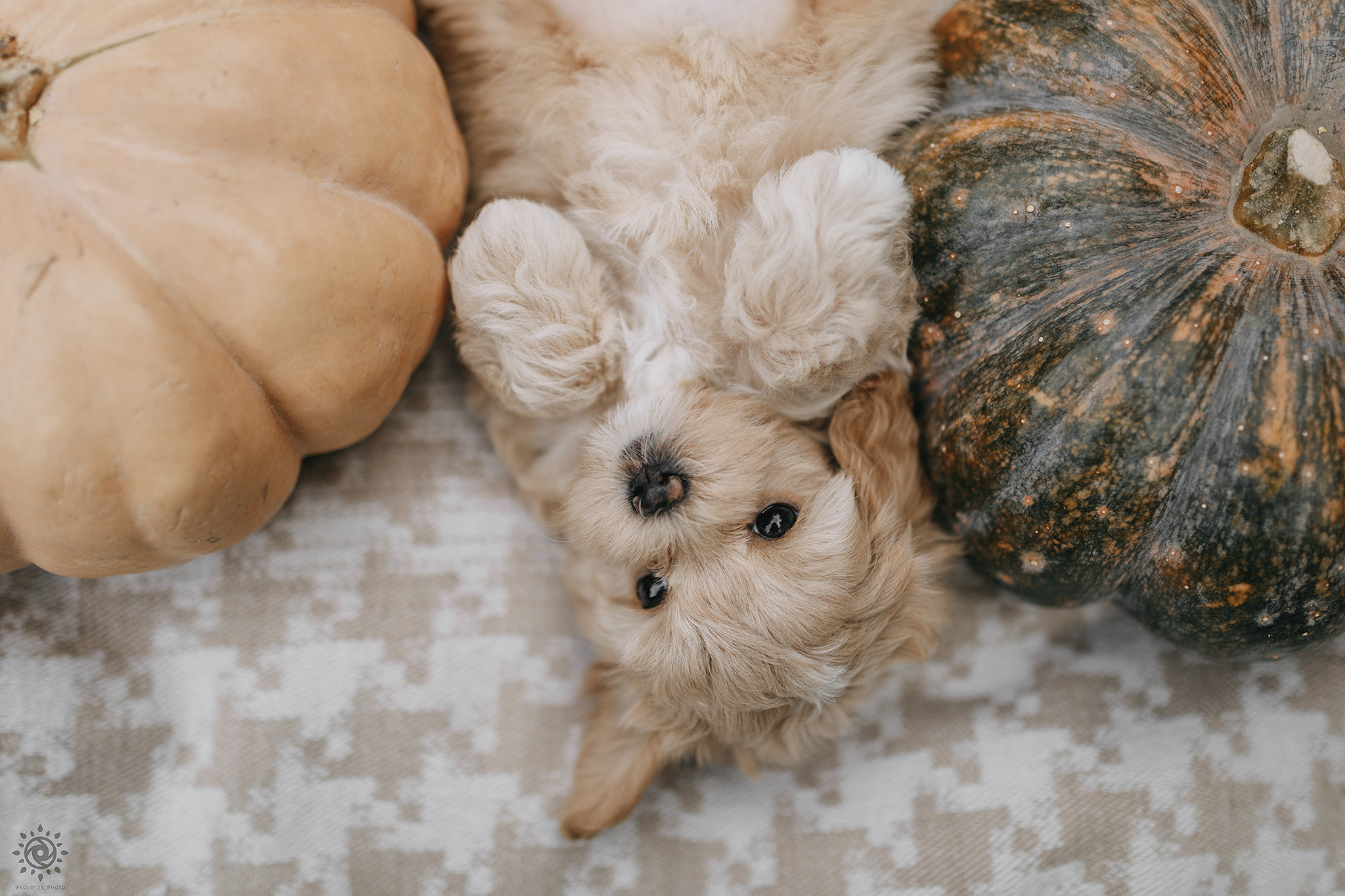 Мальтіпу. Фотограф-анімаліст Київ