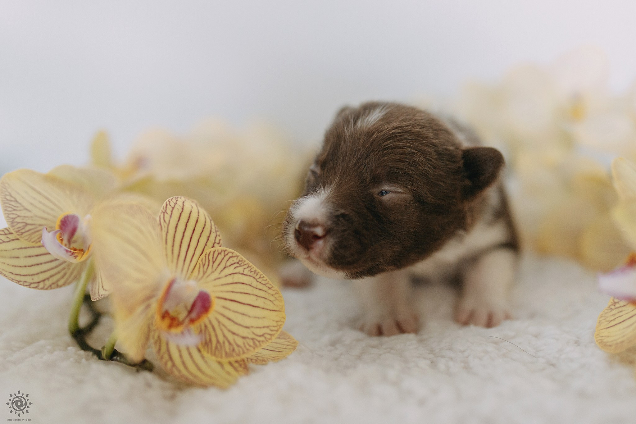 Бордер коллі. Фотограф-анімаліст Київ