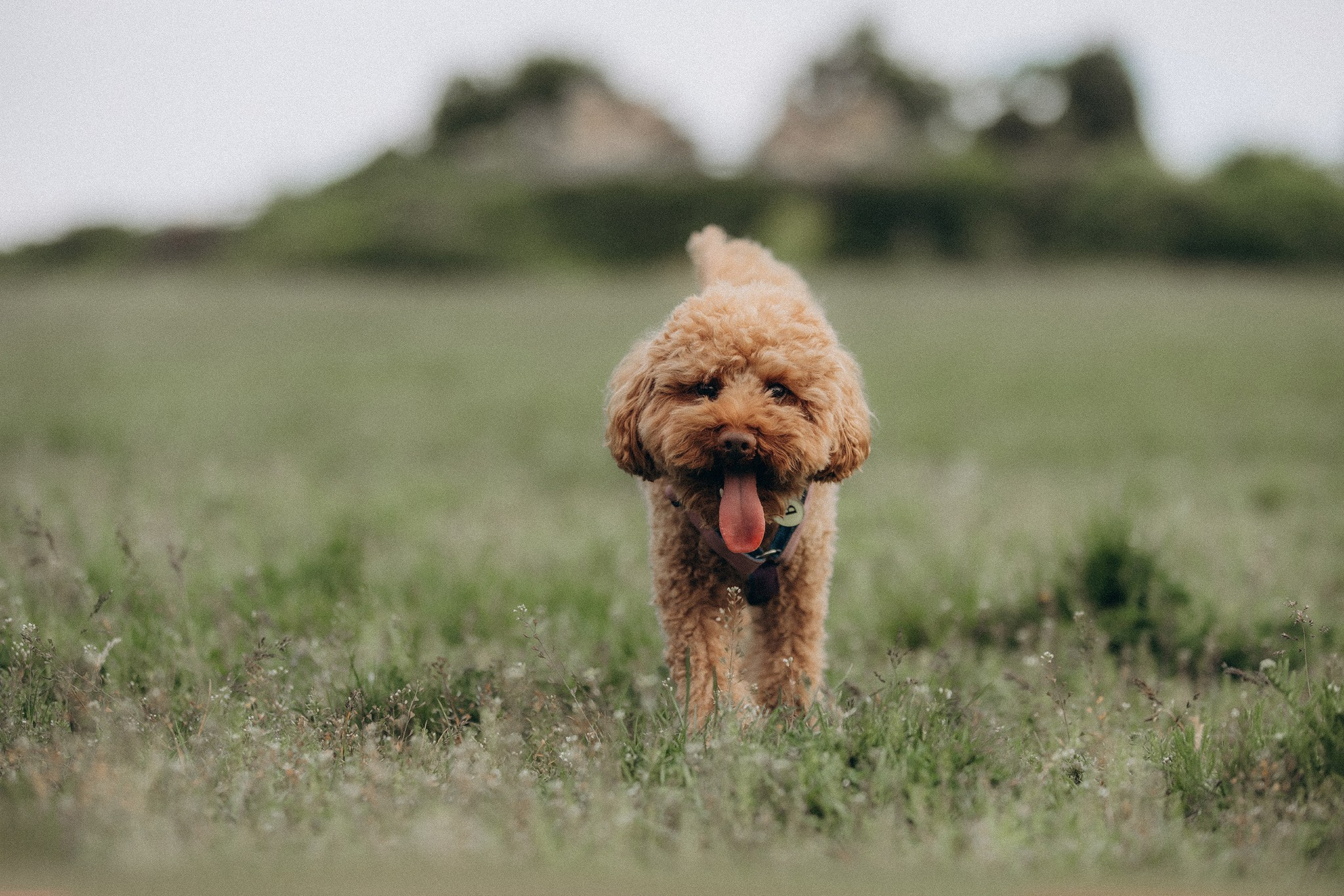 Родина Бруно. Фотограф-анімаліст Київ