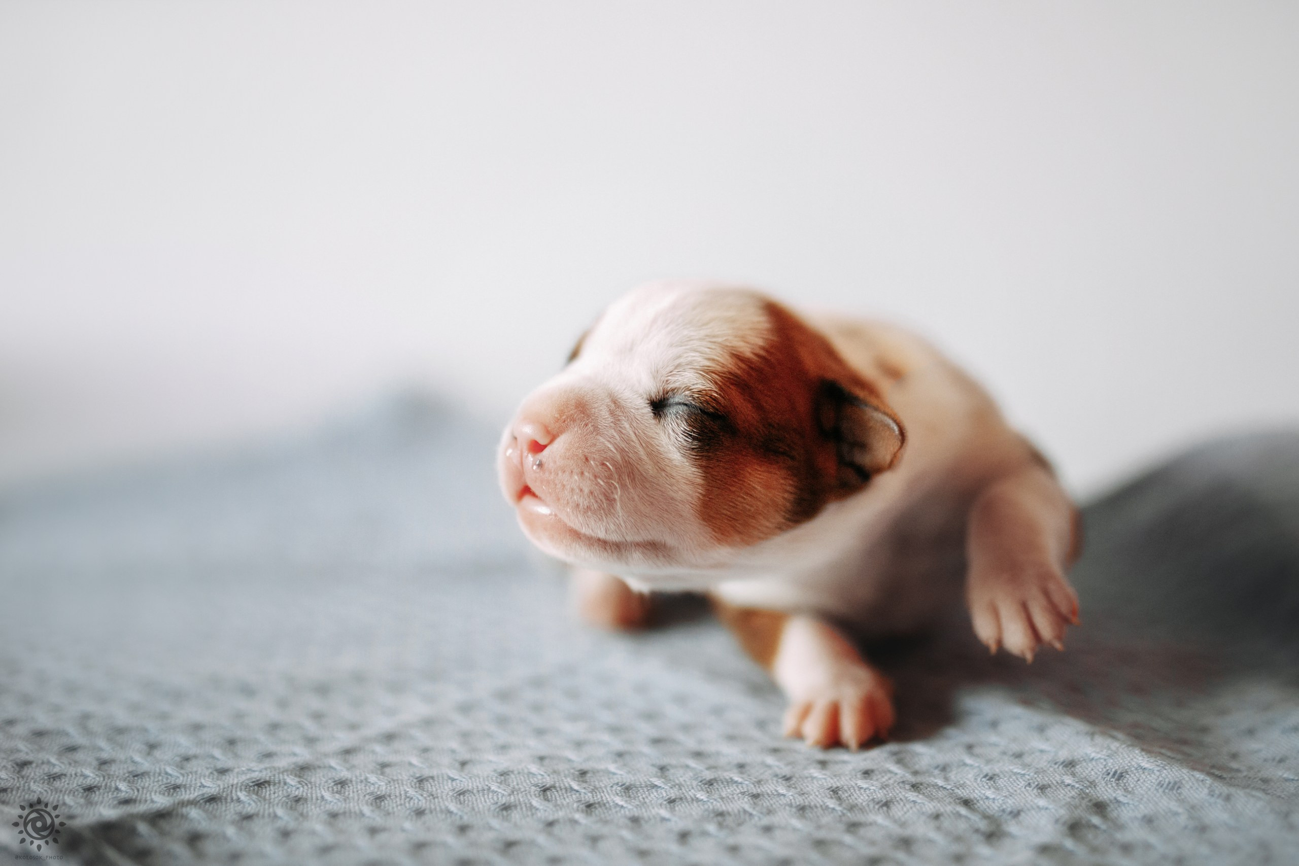 АСТ. Фотограф-анімаліст Київ