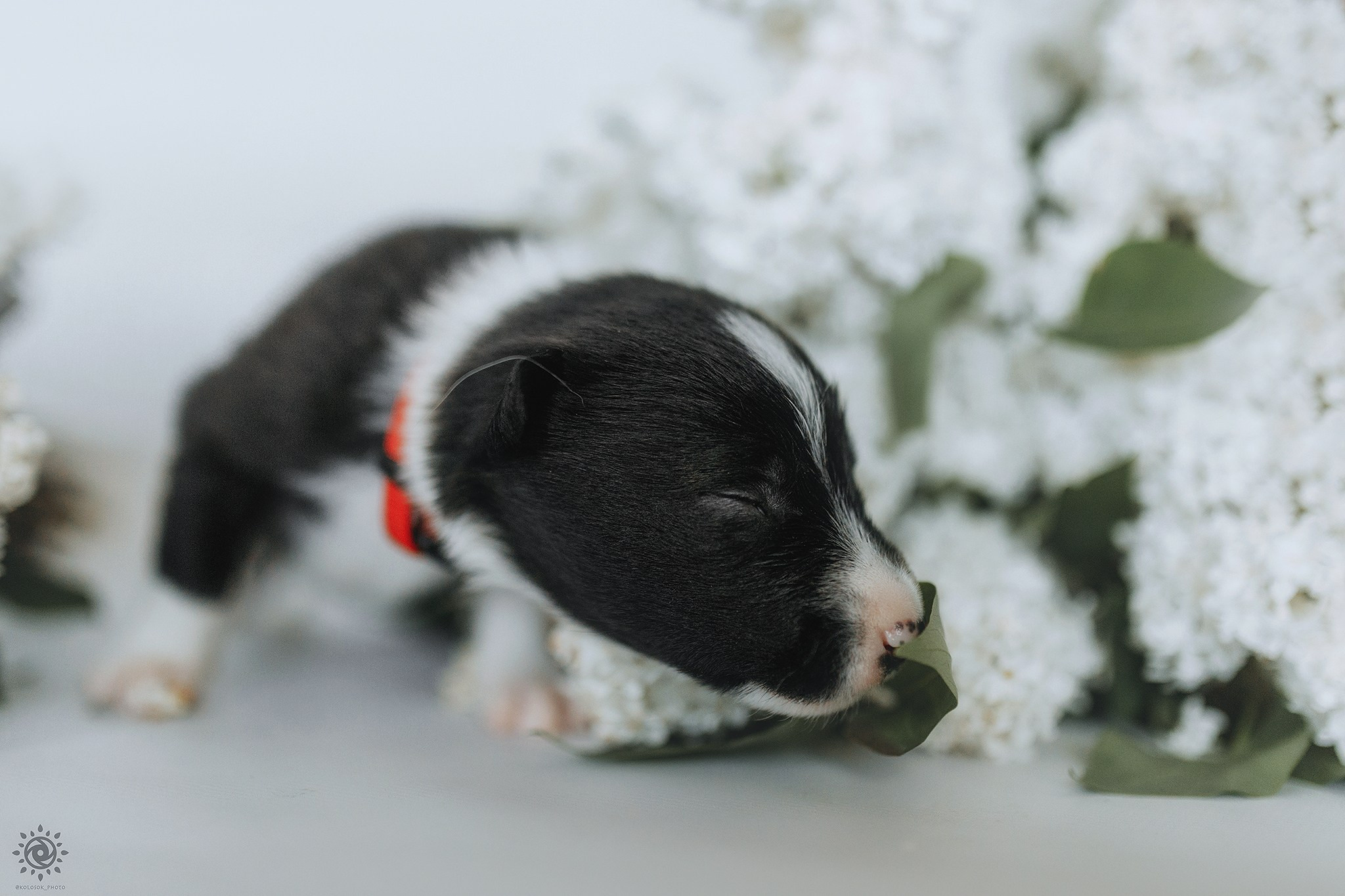 Бордер коллі. Фотограф-анімаліст Київ