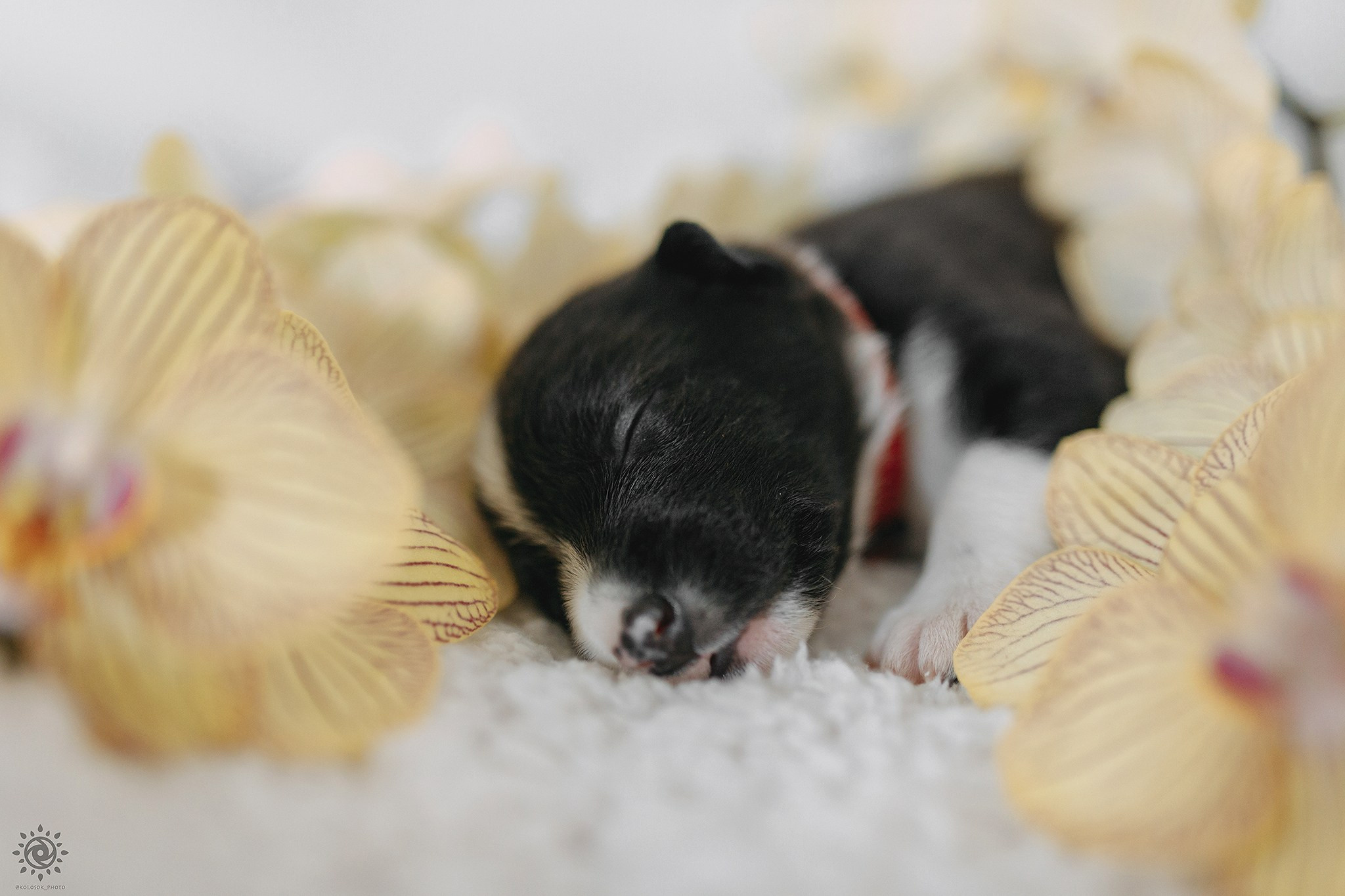 Бордер коллі. Фотограф-анімаліст Київ