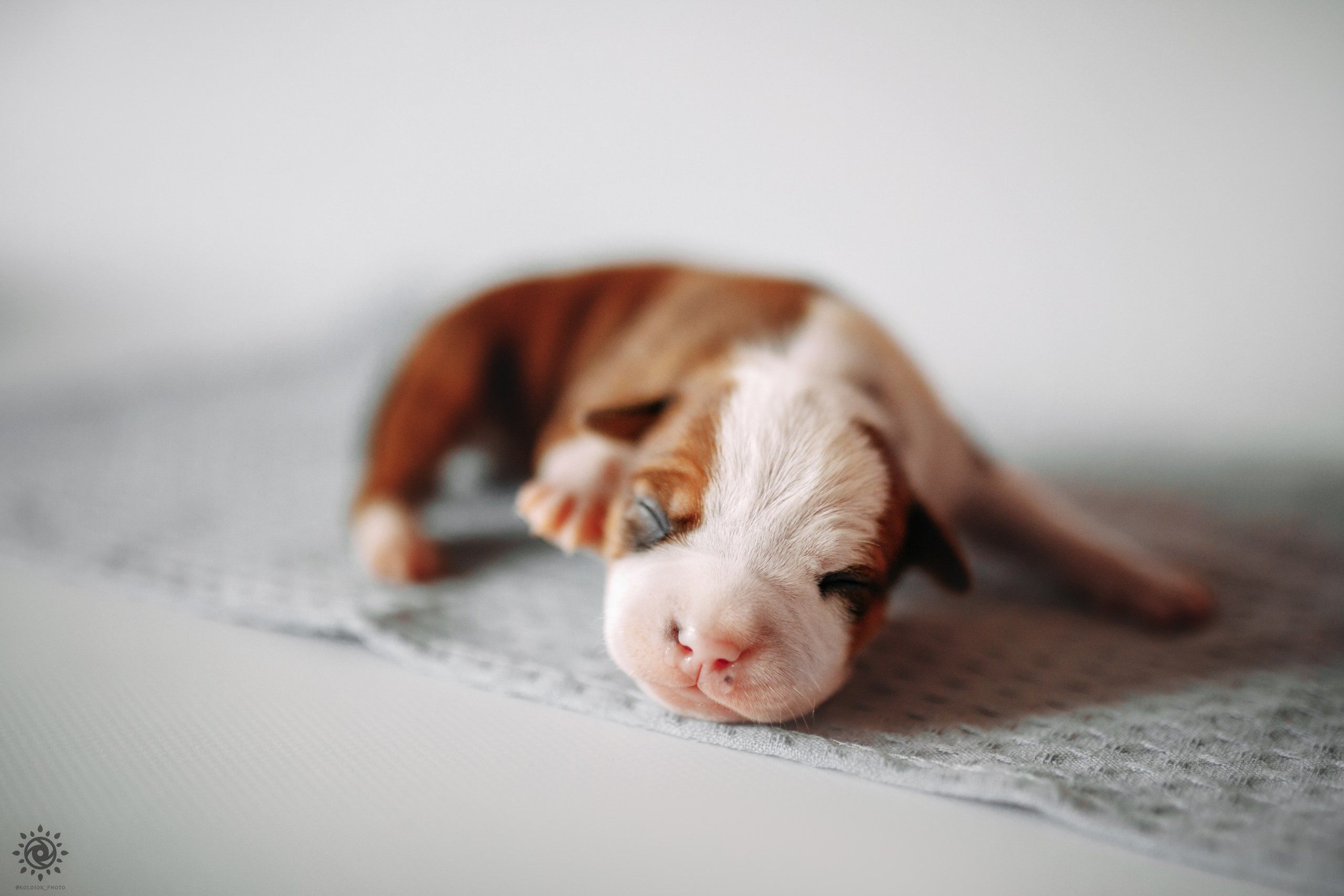 АСТ. Фотограф-анімаліст Київ