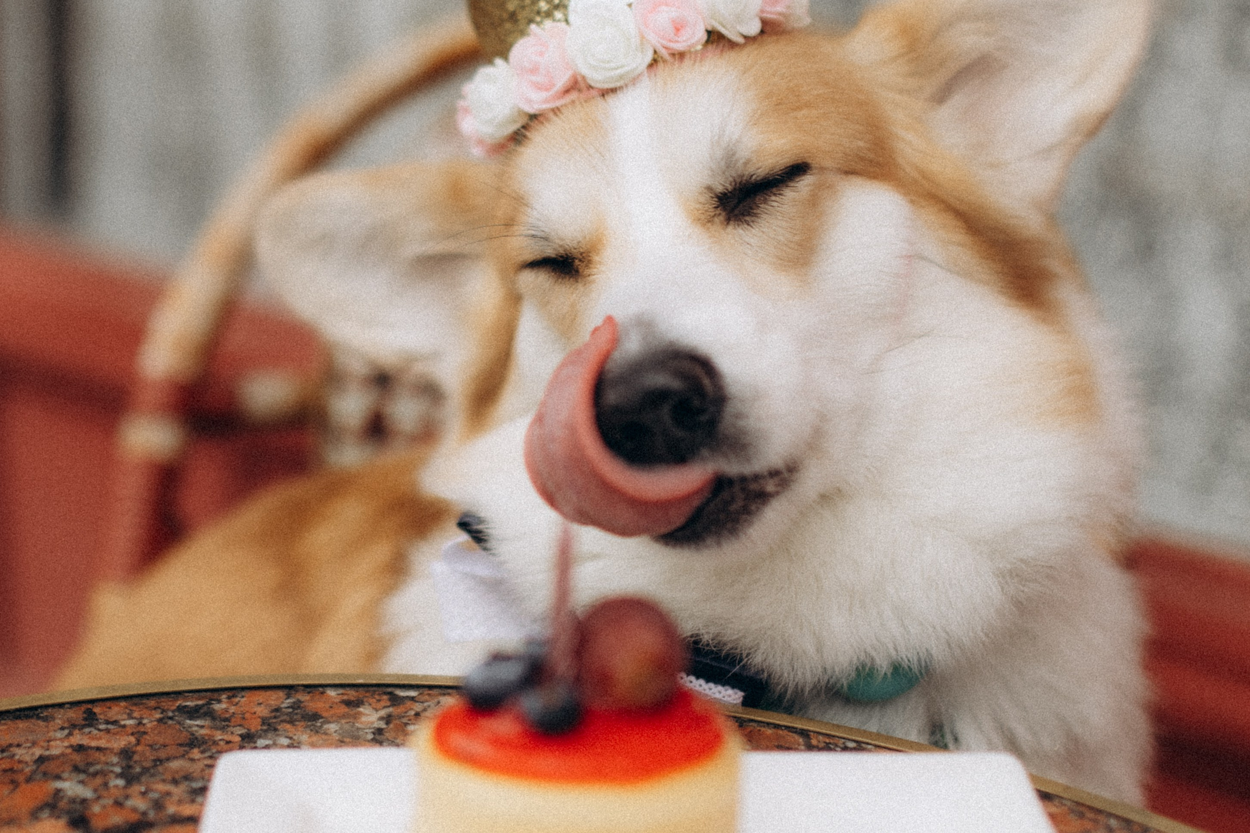 Карамелі 2 роки. Фотограф-анімаліст Київ