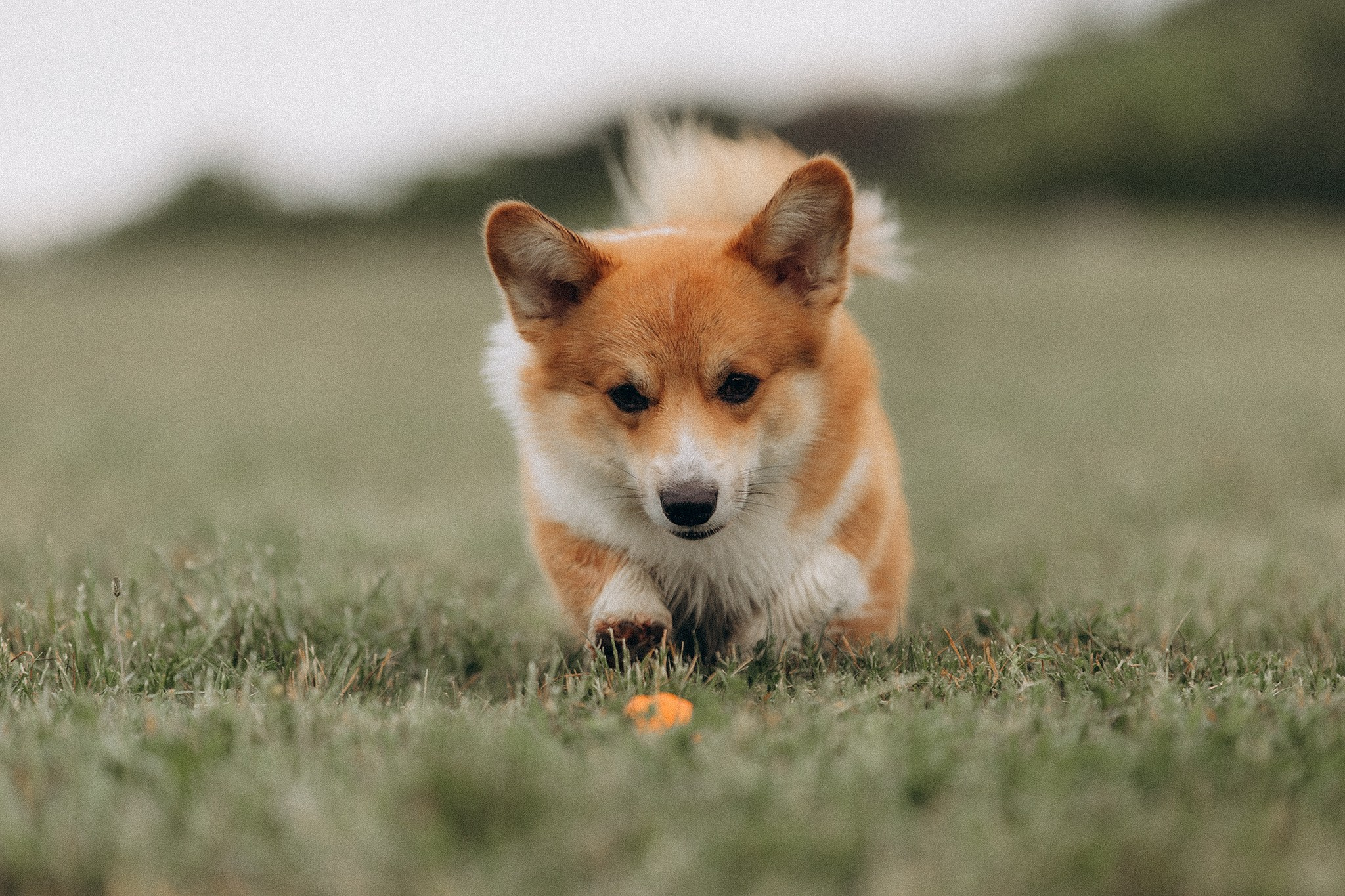 Руді та Ксюша. Фотограф-анімаліст Київ