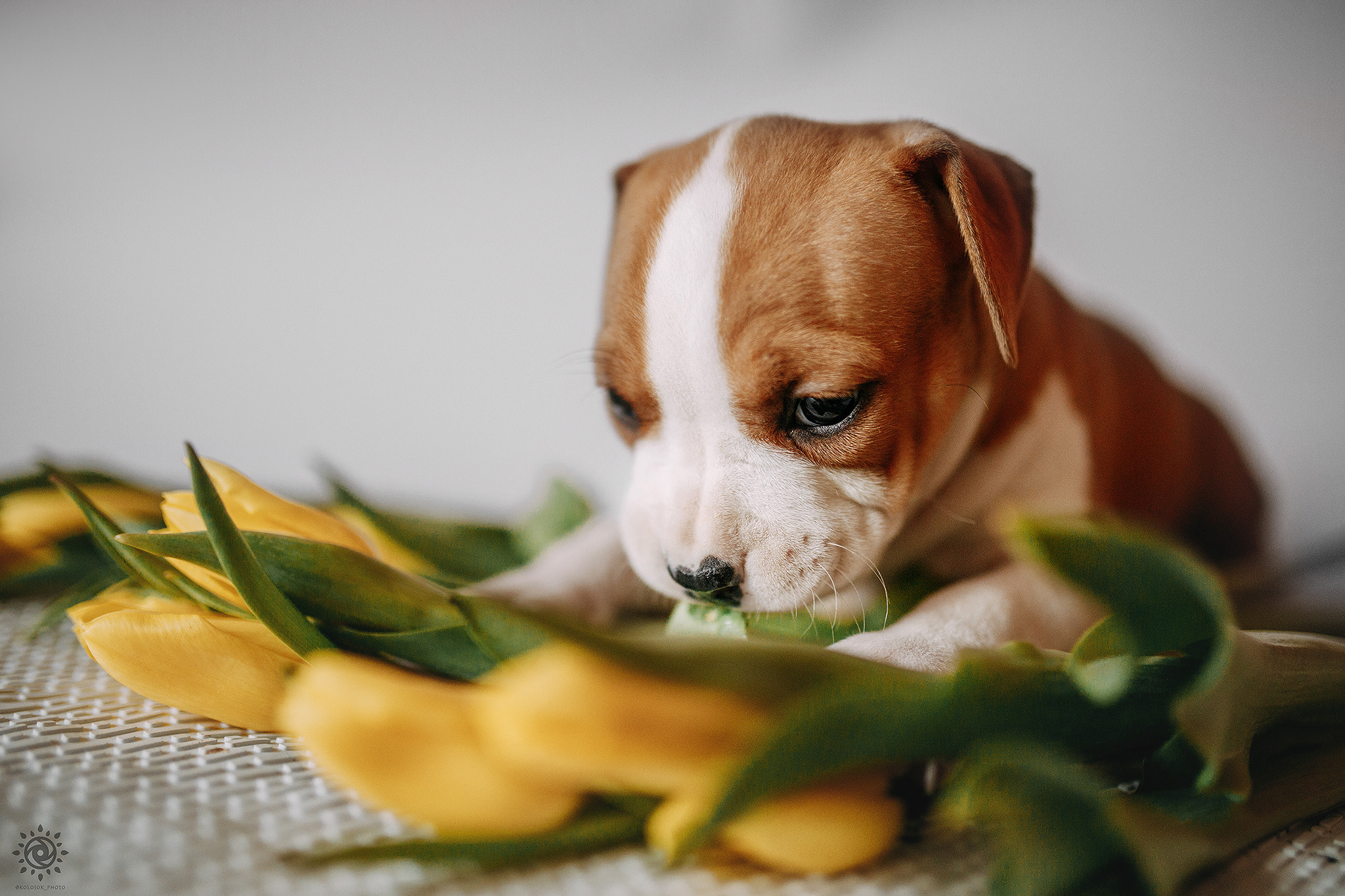 АСТ. Фотограф-анімаліст Київ