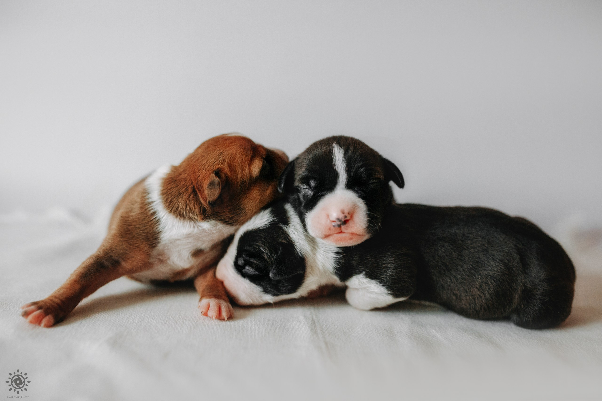 АСТ. Фотограф-анімаліст Київ