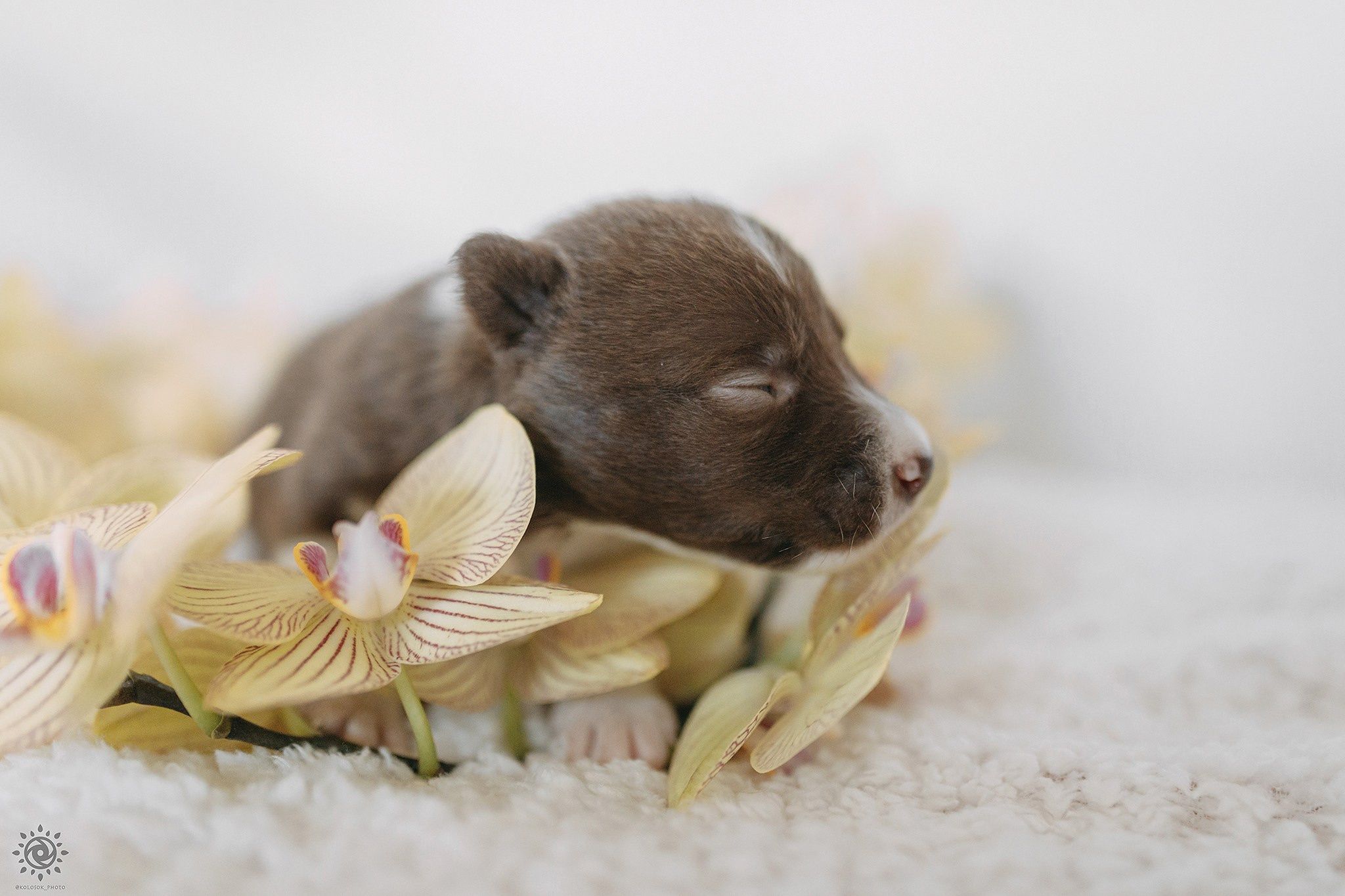 Бордер коллі. Фотограф-анімаліст Київ