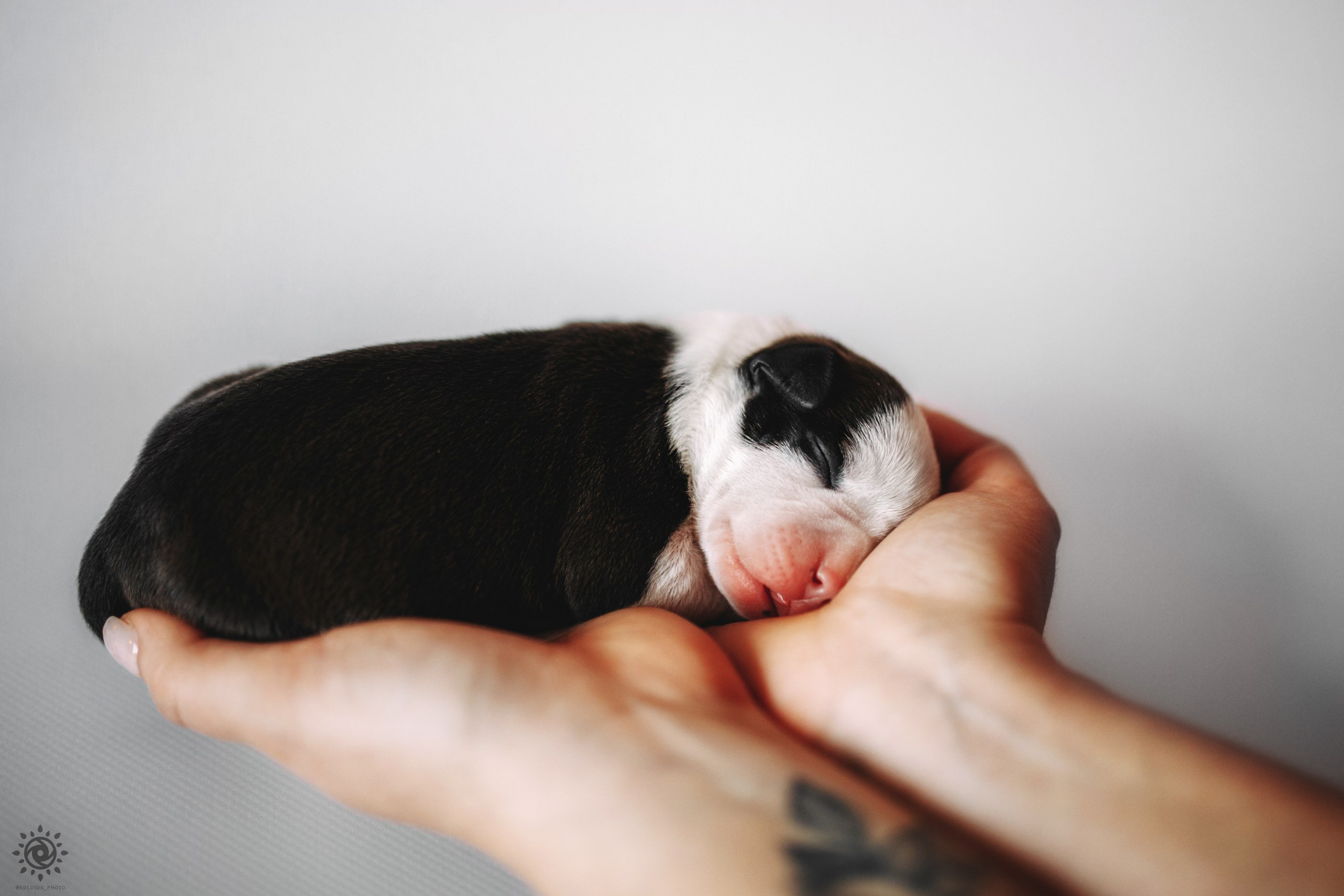 АСТ. Фотограф-анімаліст Київ