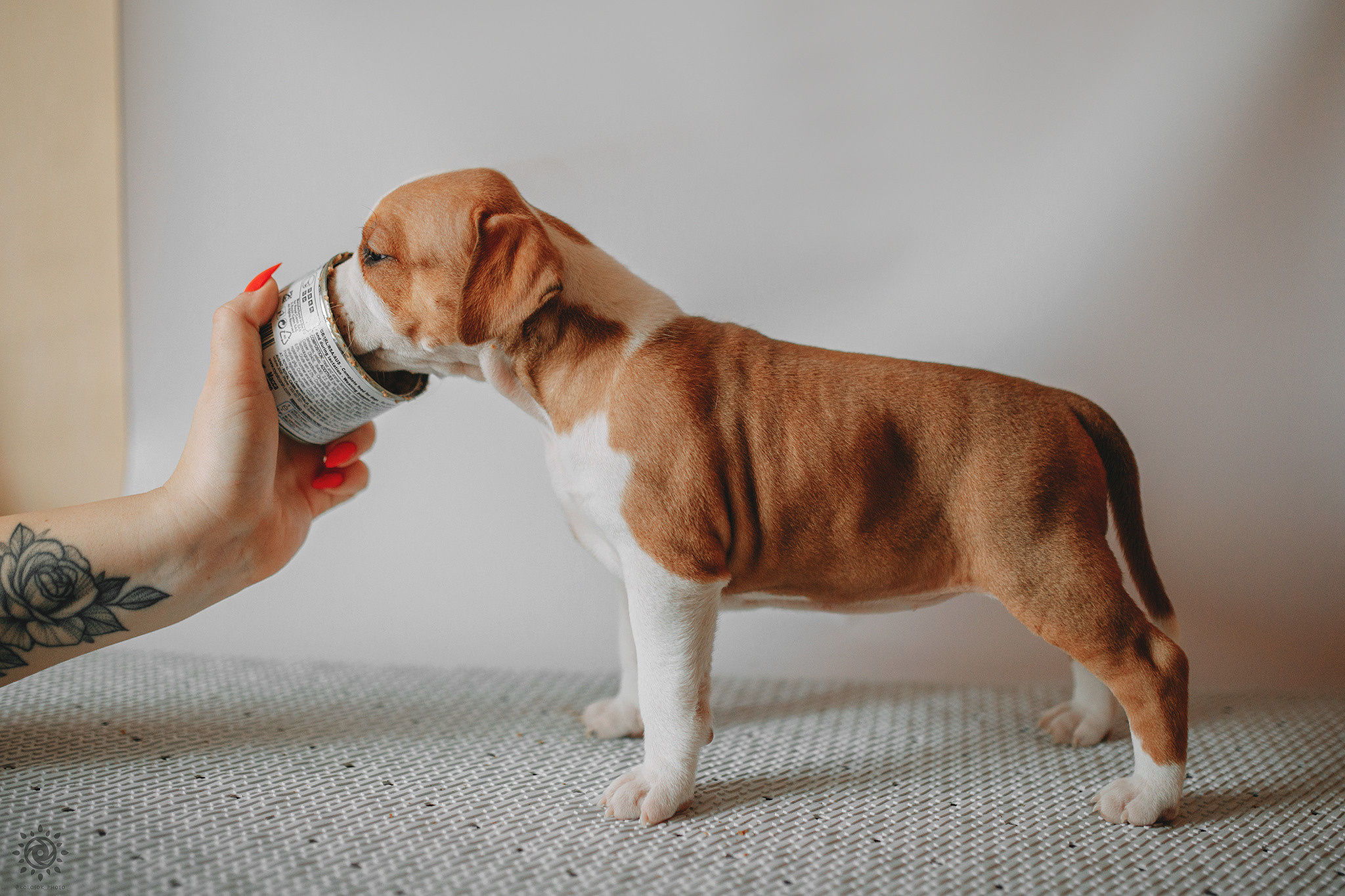 АСТ. Фотограф-анімаліст Київ